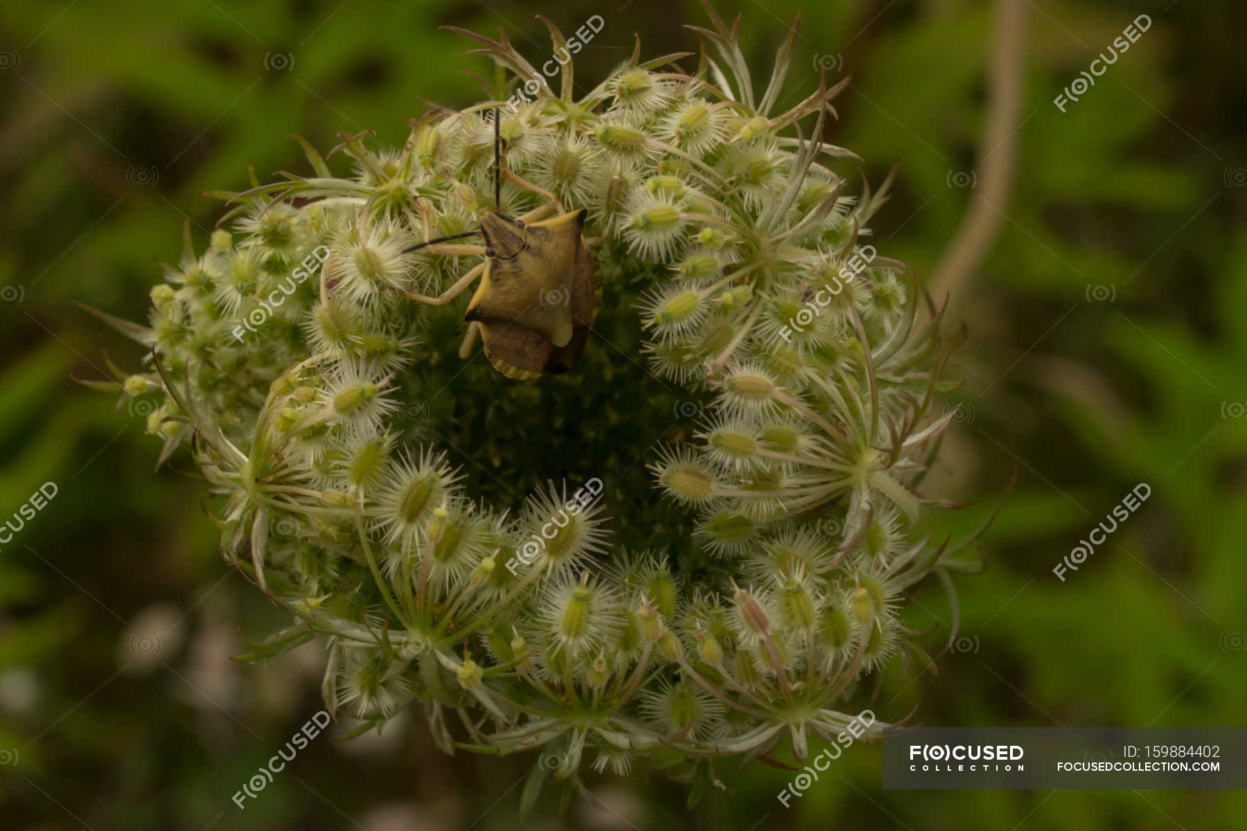 Closeup view of wild plant and crawling bug — Stock Photo | #159884402