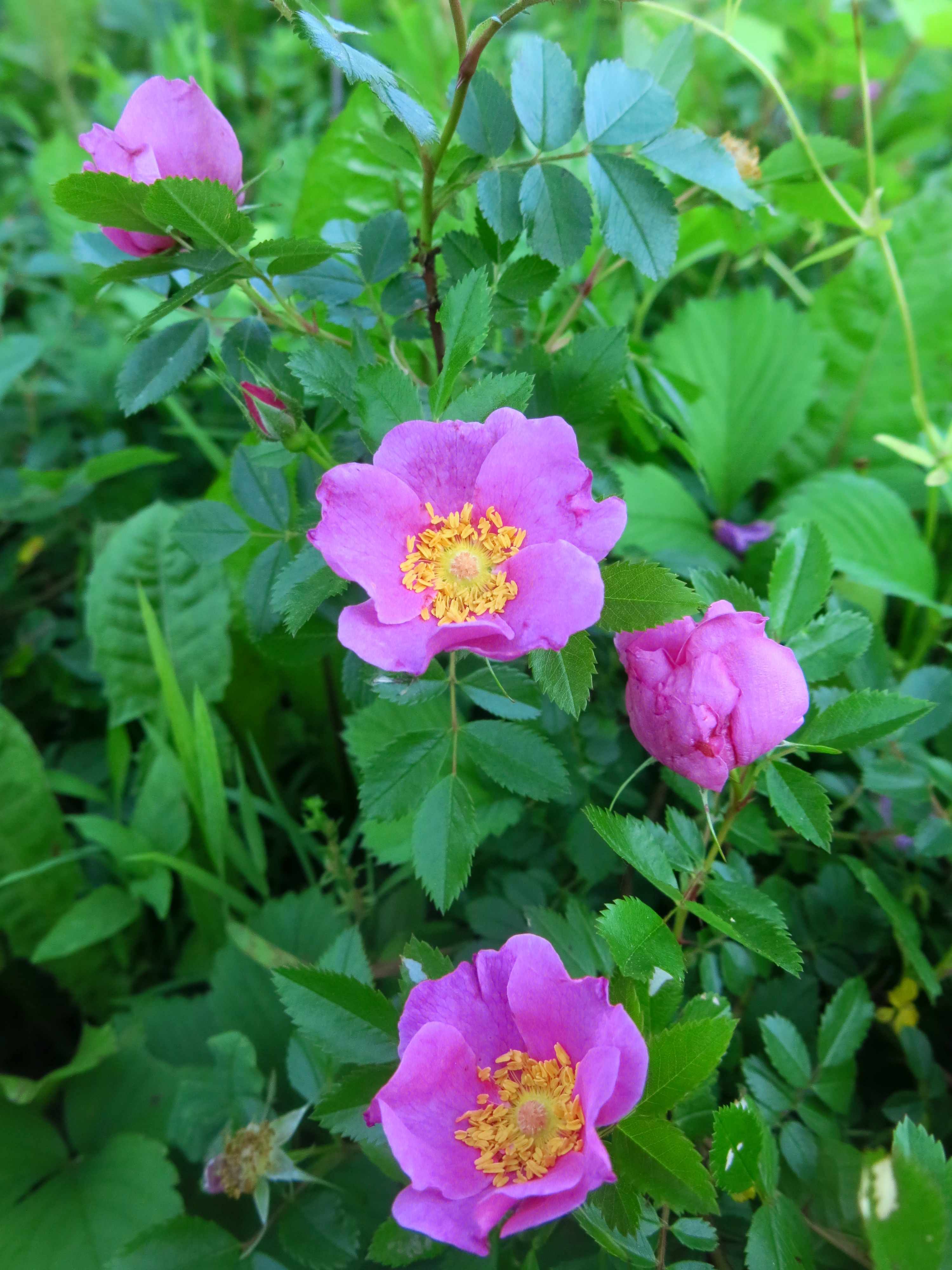 Rosa carolina / Carolina Rose – Wild Ridge Plants