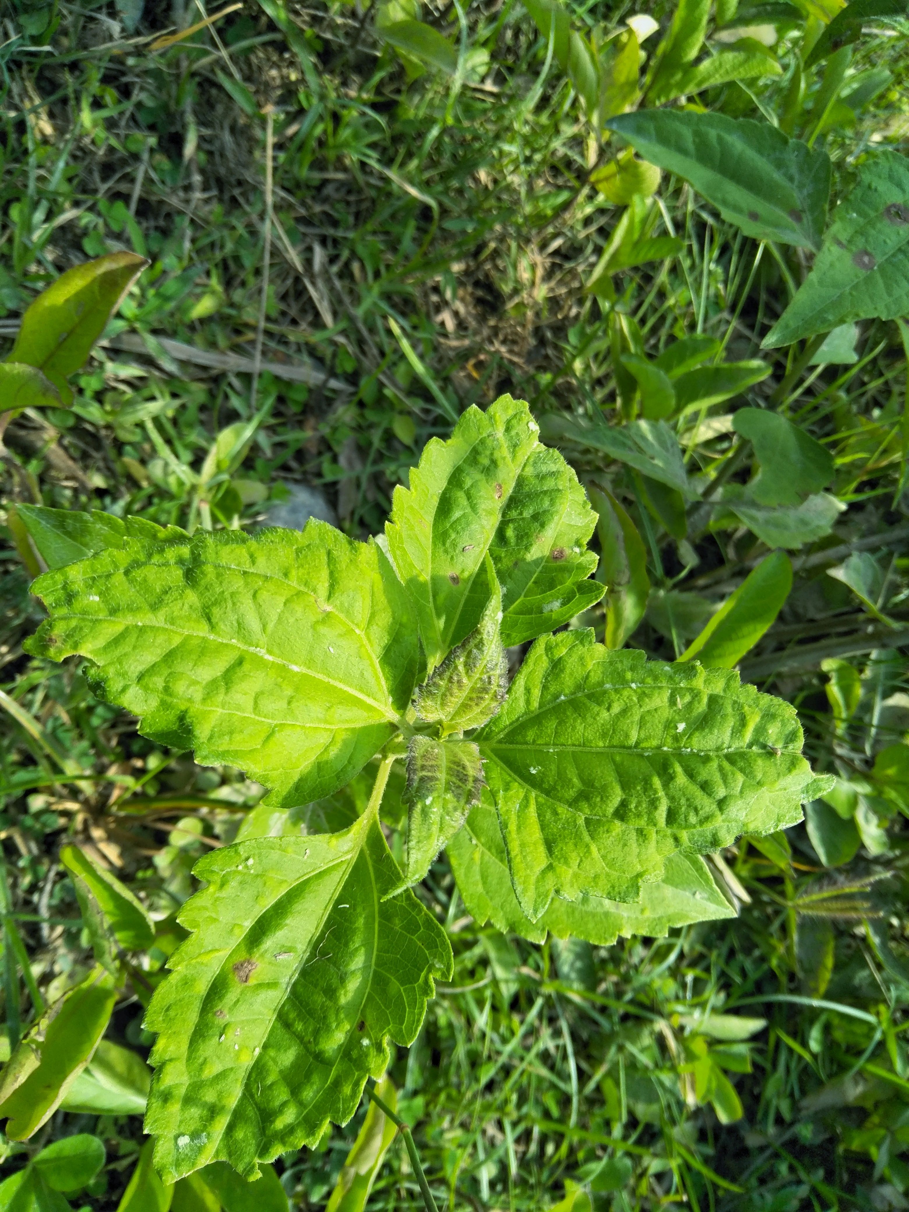 Chromolaena Odorata : Medicinal Wild Plant — Steemit