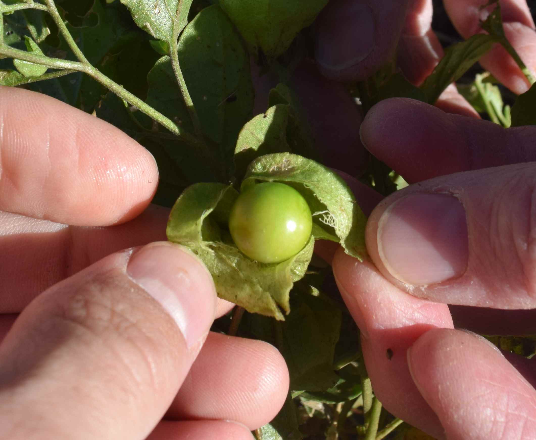 native conditions - Are these wild Tomatillos? - Gardening ...
