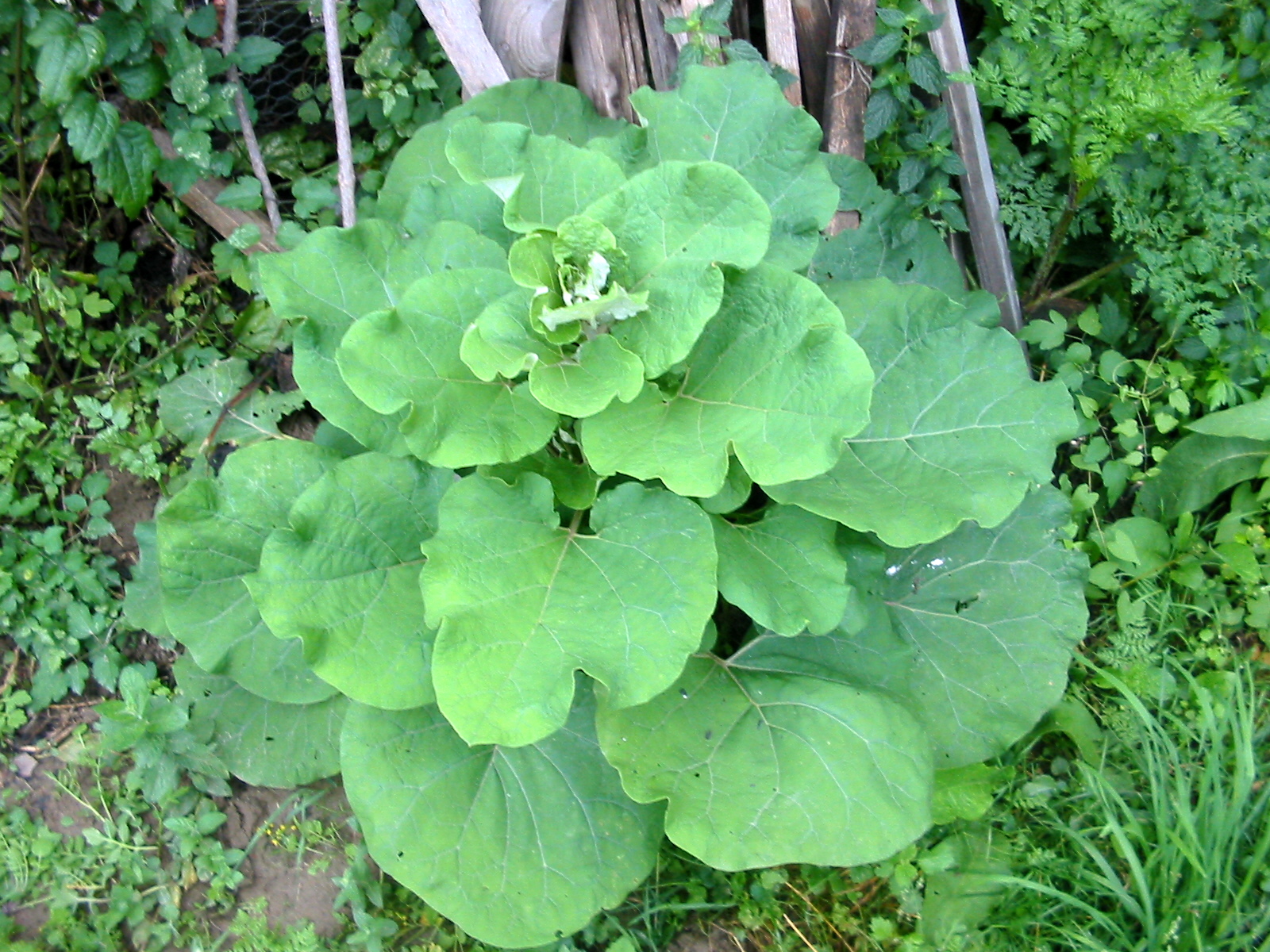 Edible Wild Plants: Burdock (Arctium Lappa) | Emergency Outdoors Blog