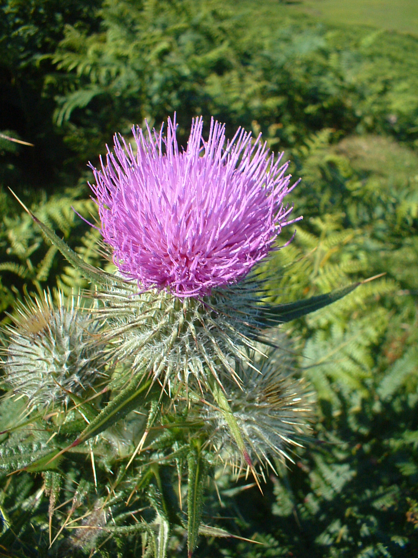 Wild Scotland wildlife and adventure tourism | Plants and Habitats ...