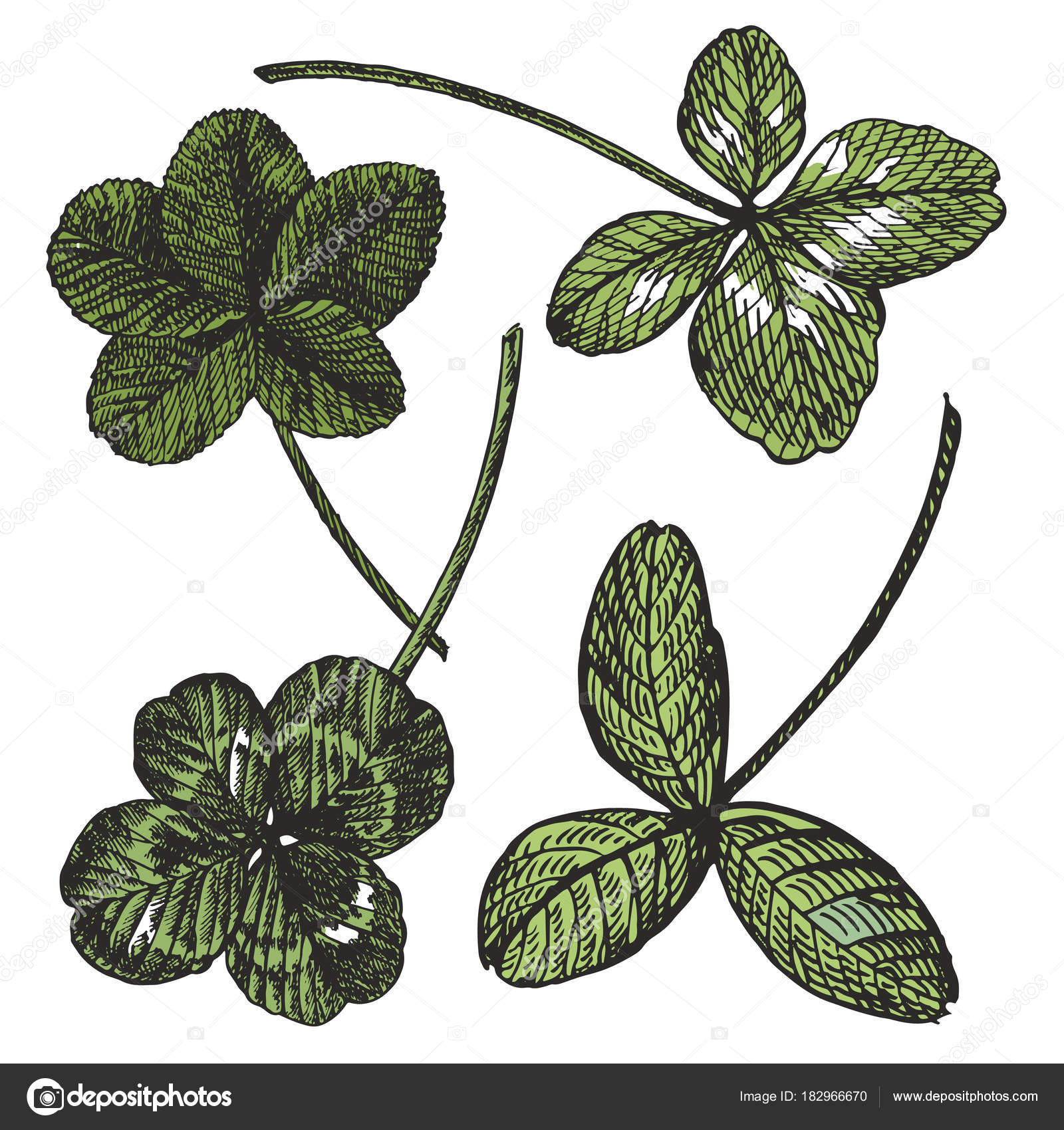 Green Clover vector set. Isolated wild plant and leaves on white ...