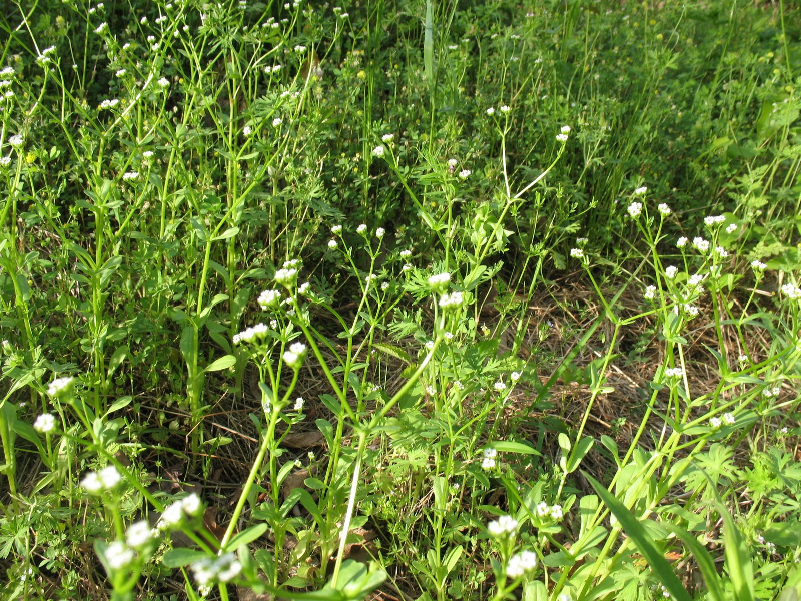 Edible Wild Plants – Lamb's Lettuce | Sensible Survival