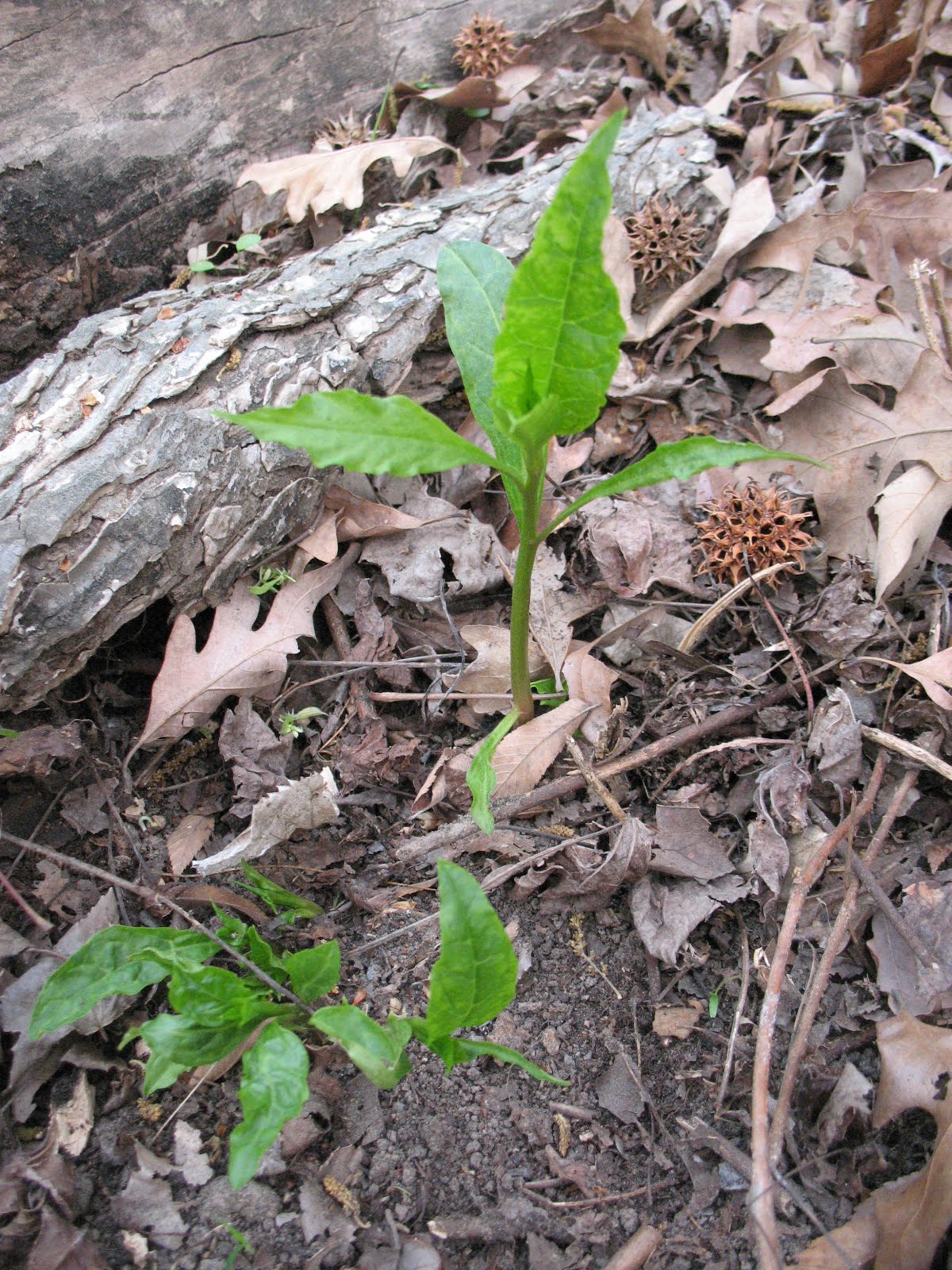 Sensible Survival: Edible Wild Plants - Pokeweed