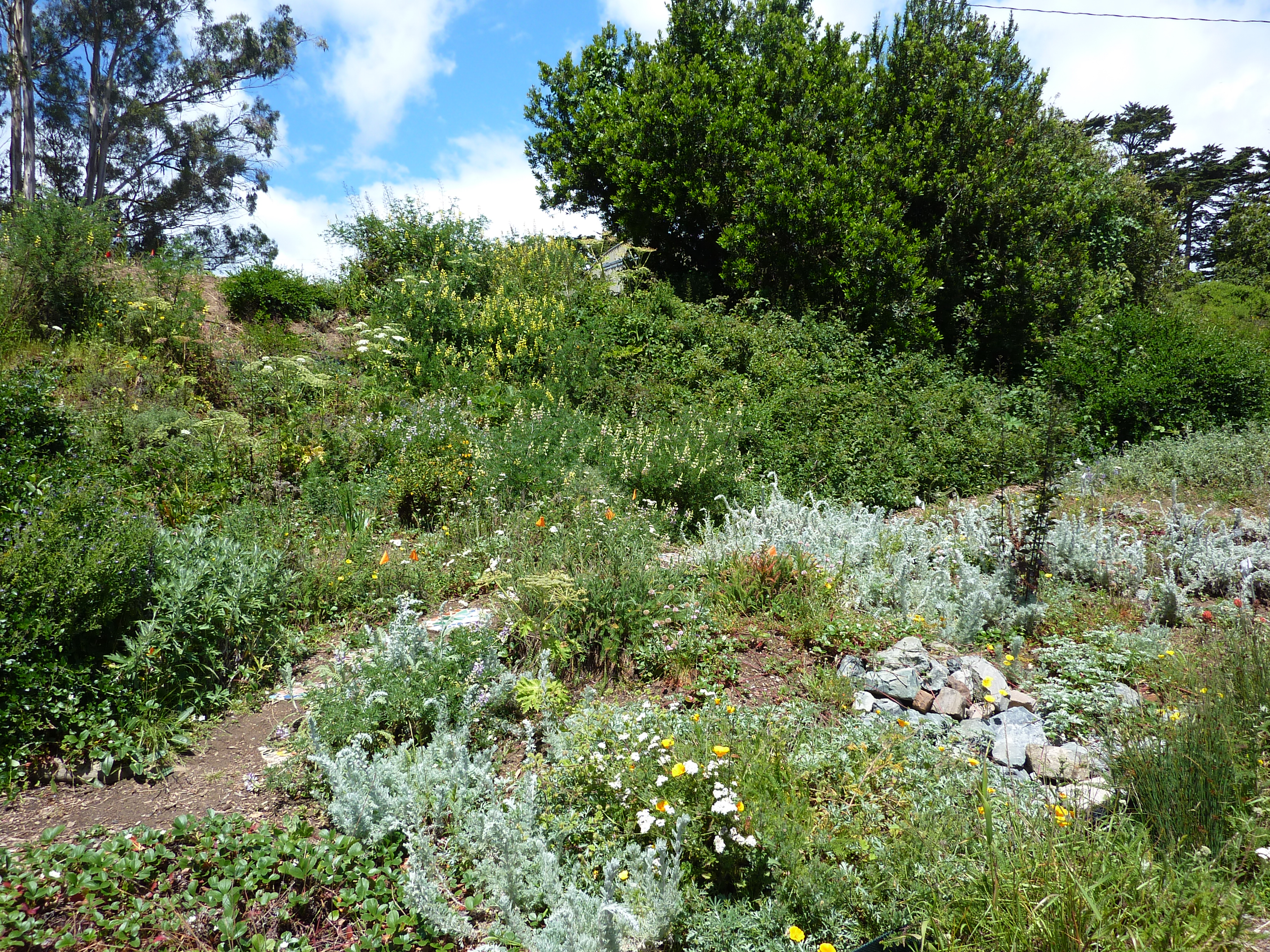Restoring Presidio's native plants is painstaking process | San ...