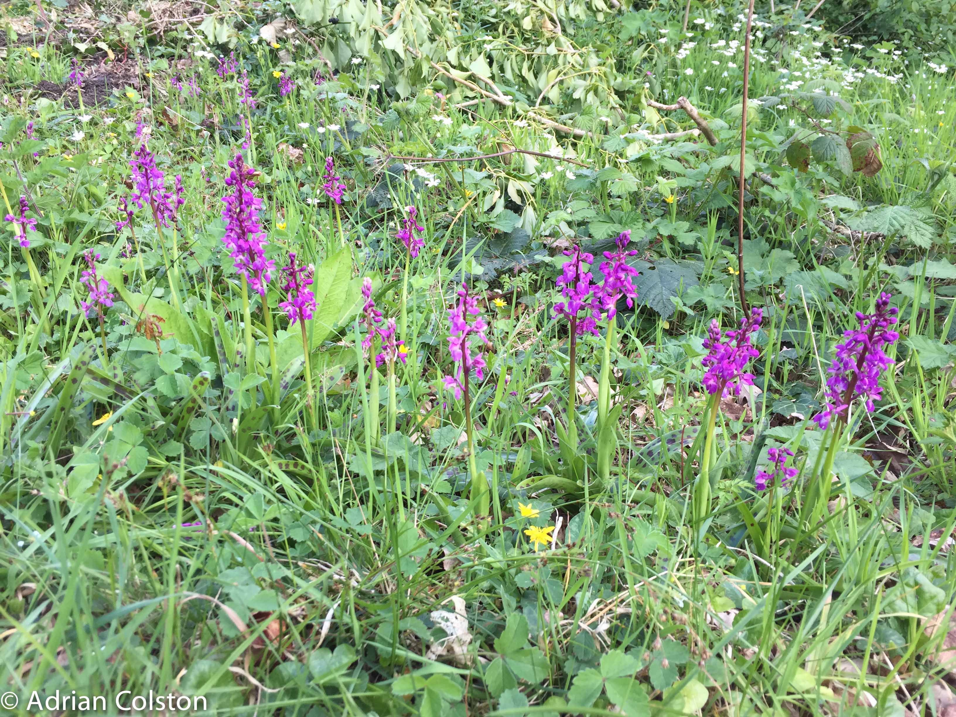 Wild plants – A Dartmoor blog