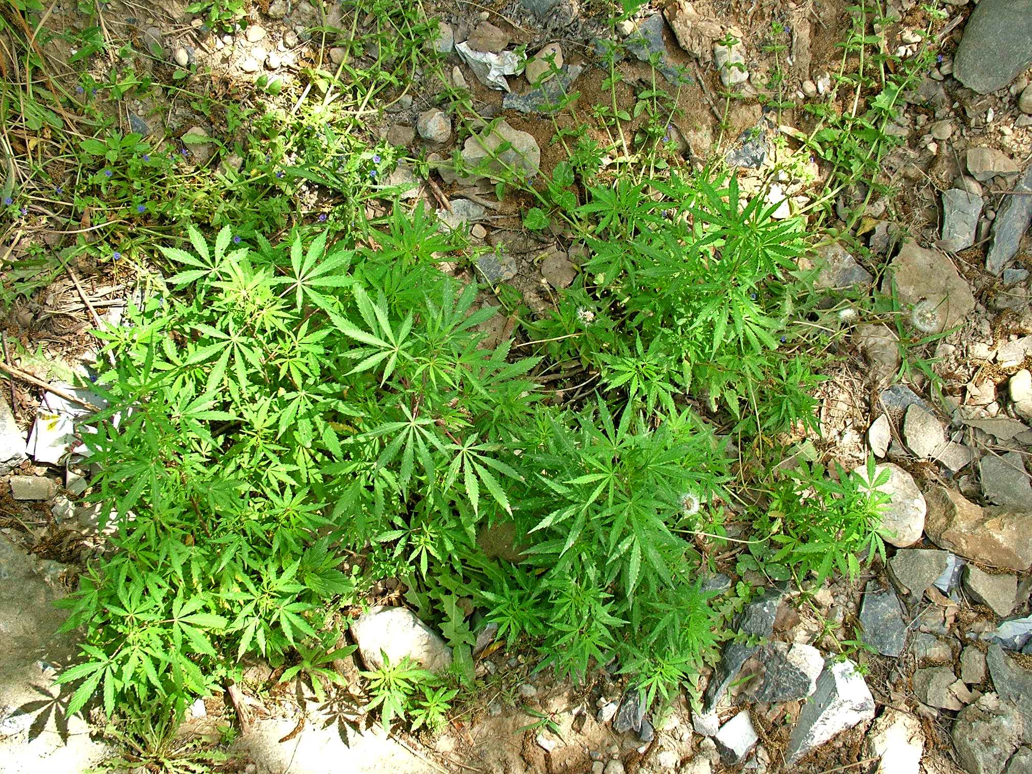 File:Marijuana growing Islamabad 01.jpg - Wikimedia Commons
