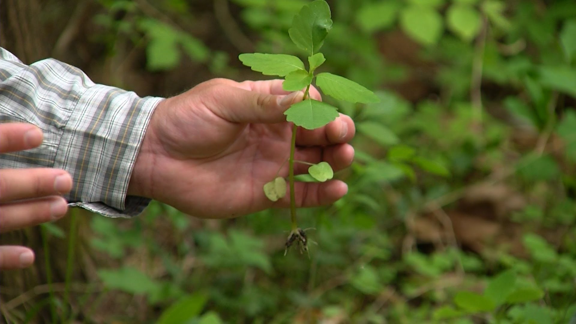 Wild Edible and Medicinal Plants in Kentucky - YouTube