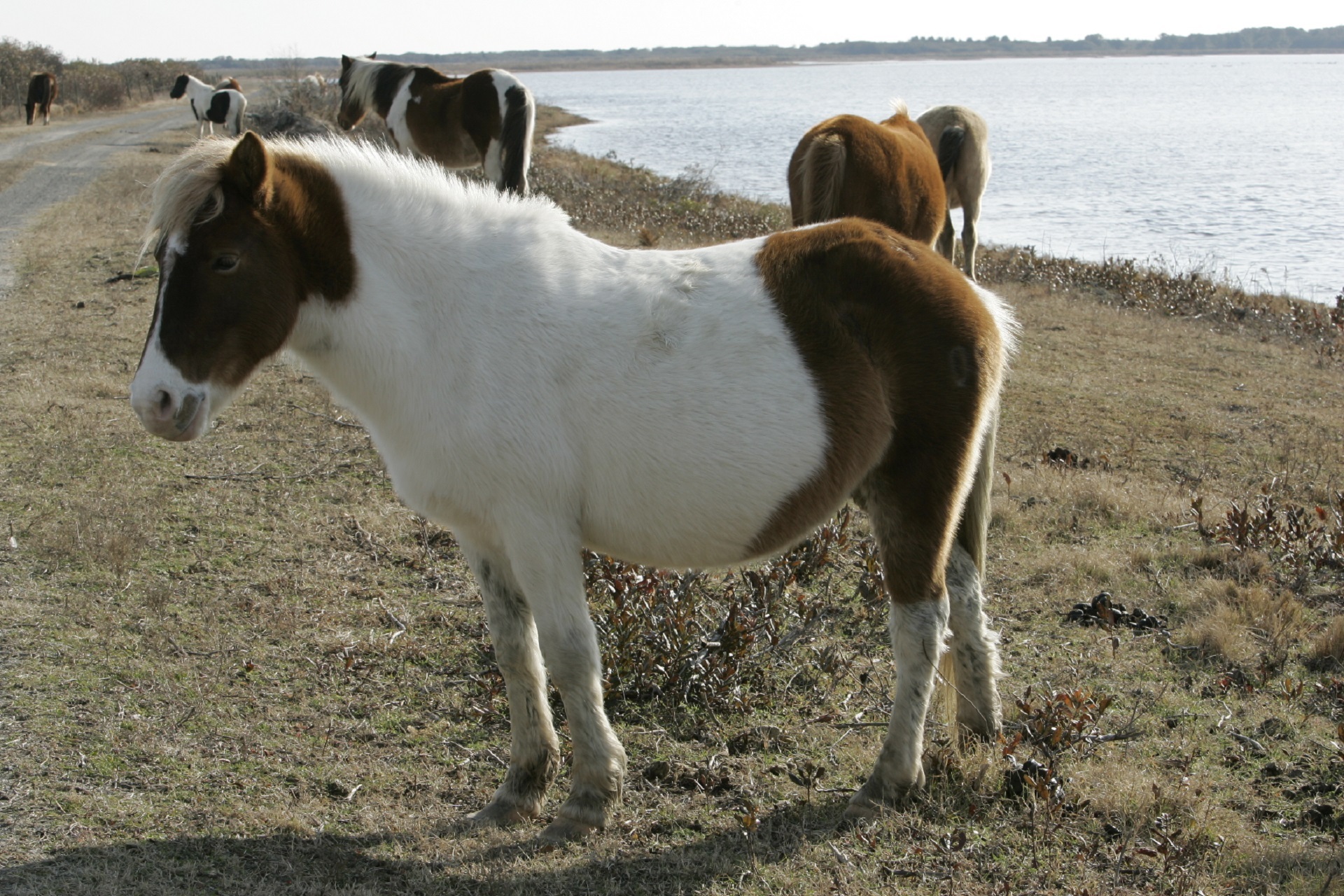 Wild ponies photo