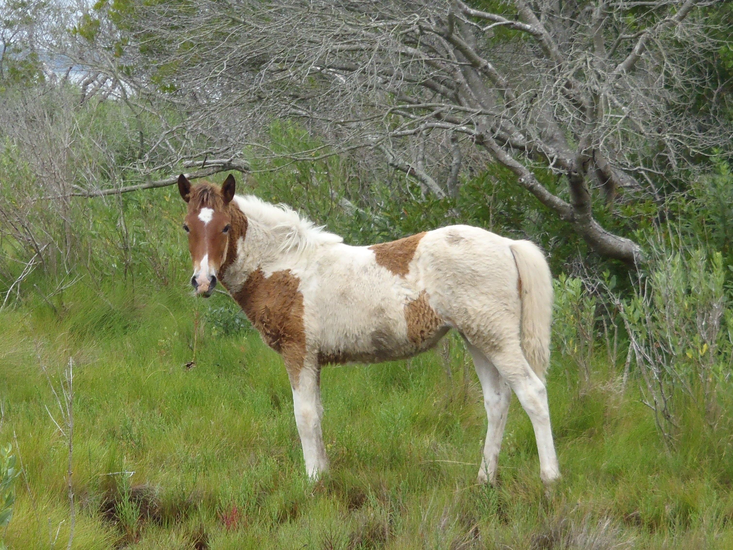 Wild pony photo