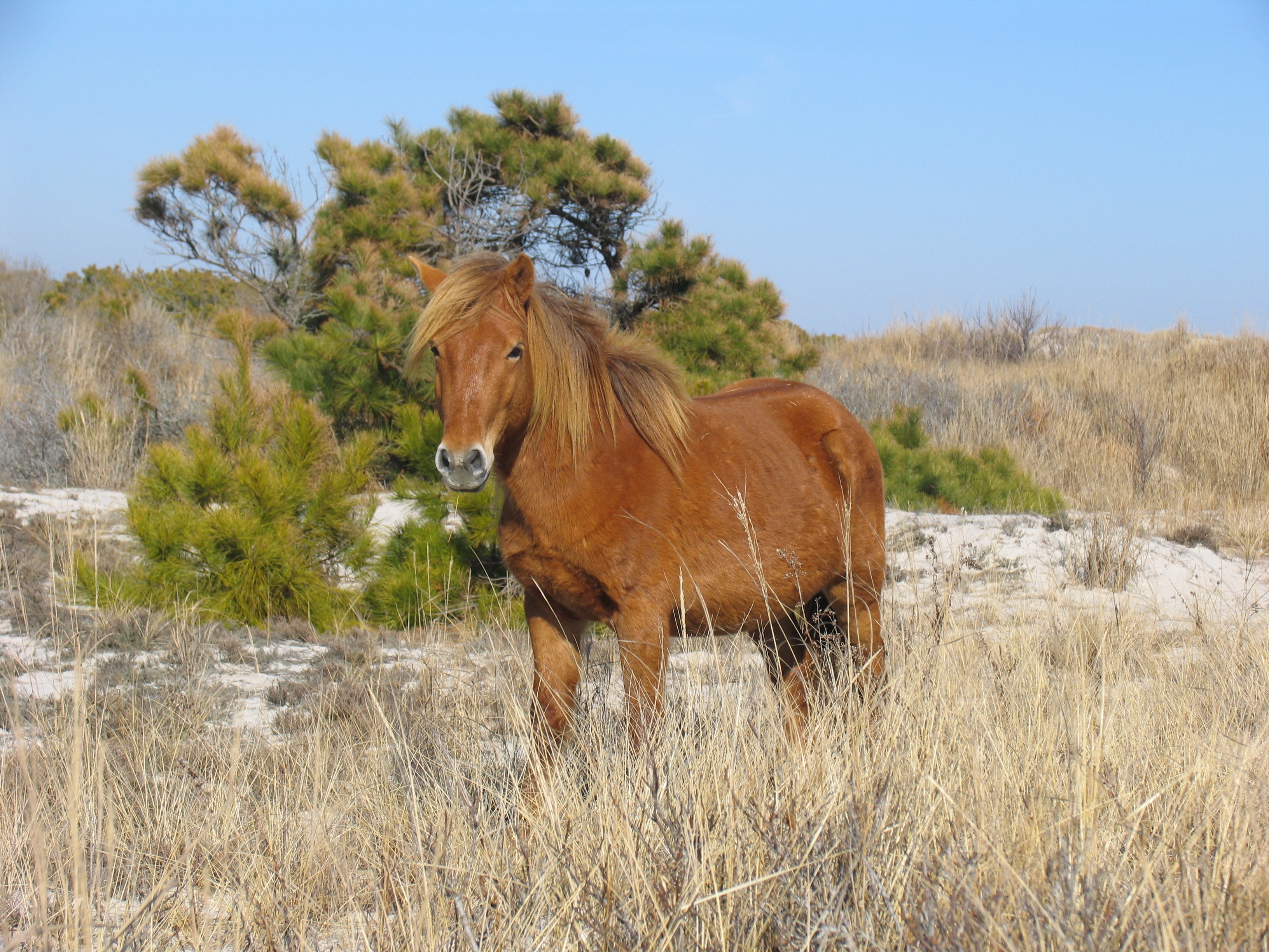 Wild pony photo