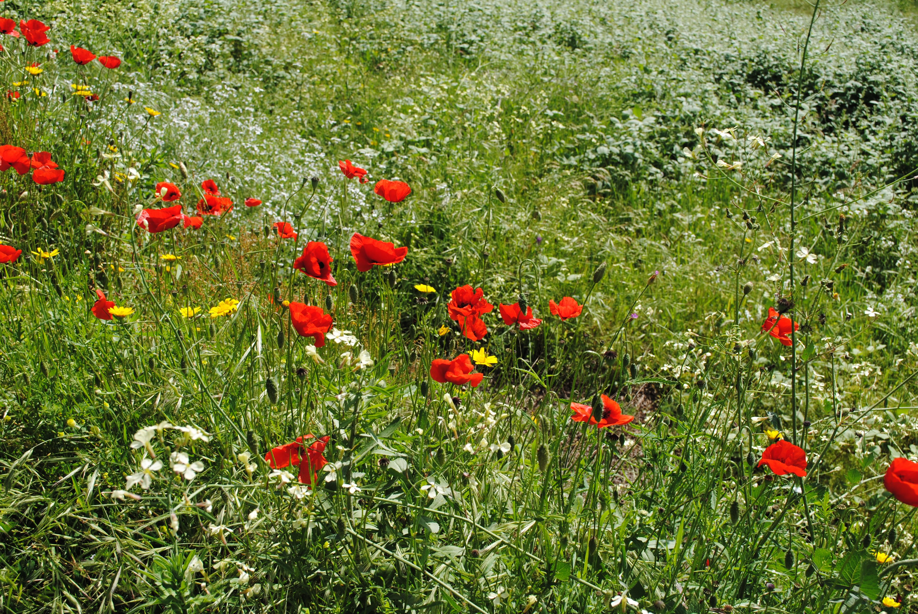 Tuscany in bloom: wild poppies in the olive grove | Floral ...