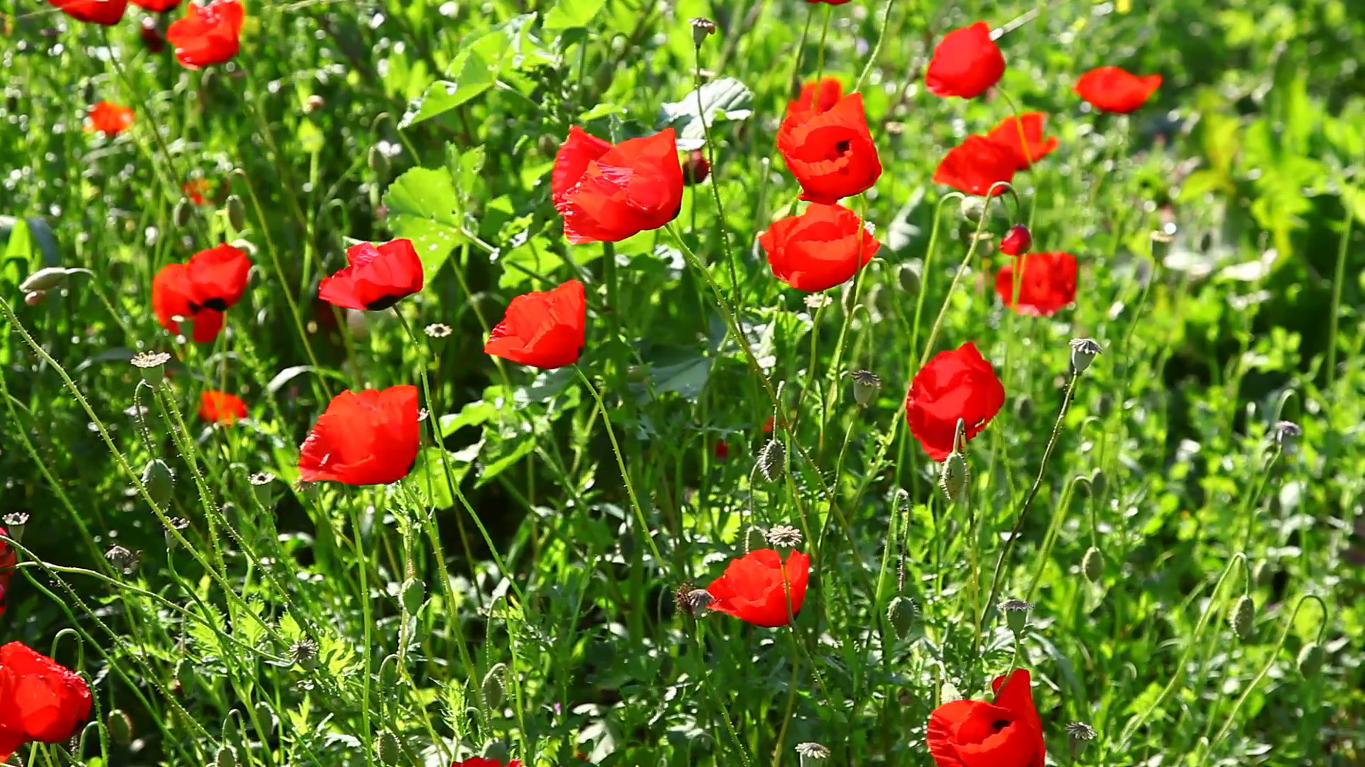 Wild poppies and other flowers Stock Video Footage - Videoblocks