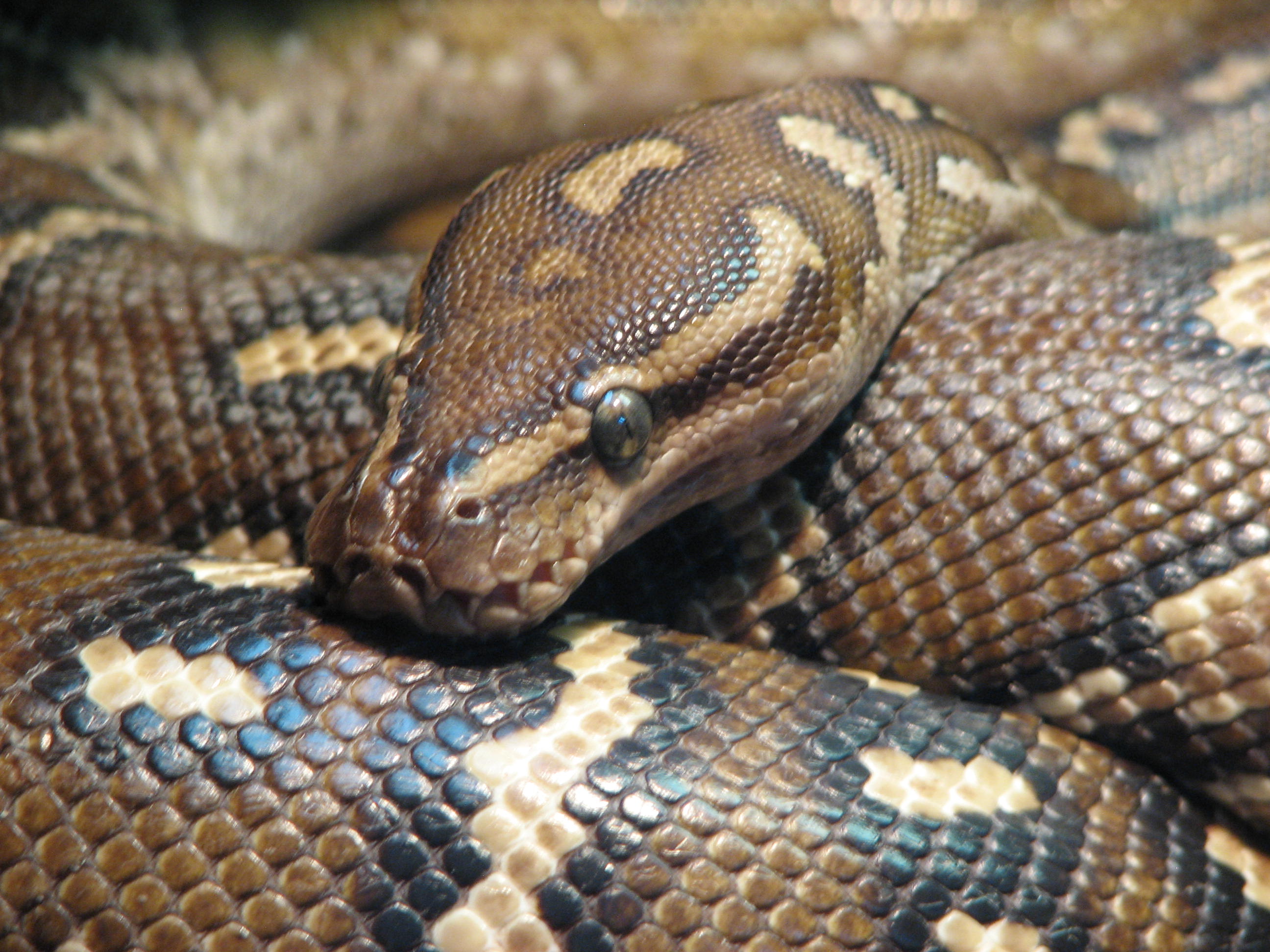 Wild python photo