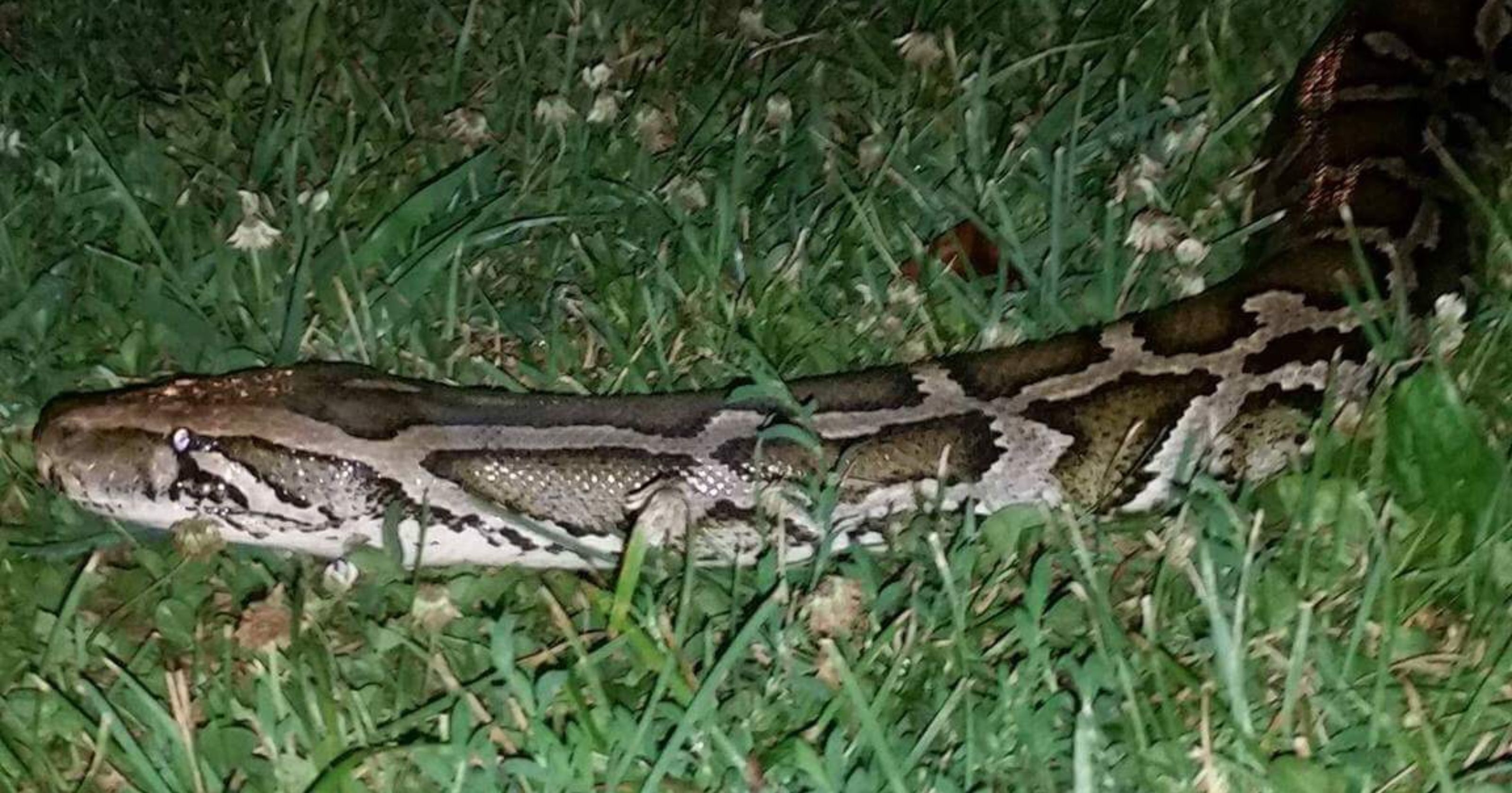 20-foot pet python found alive near owner's house two months after ...