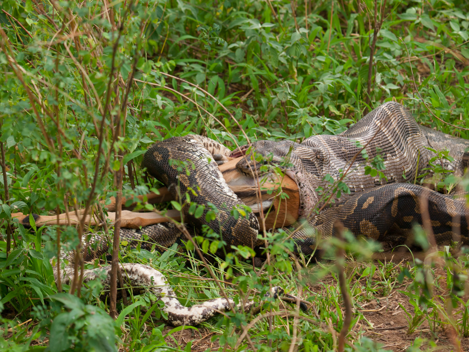 Boas, Anacondas & Pythons in the Wild & Captivity: An Overview