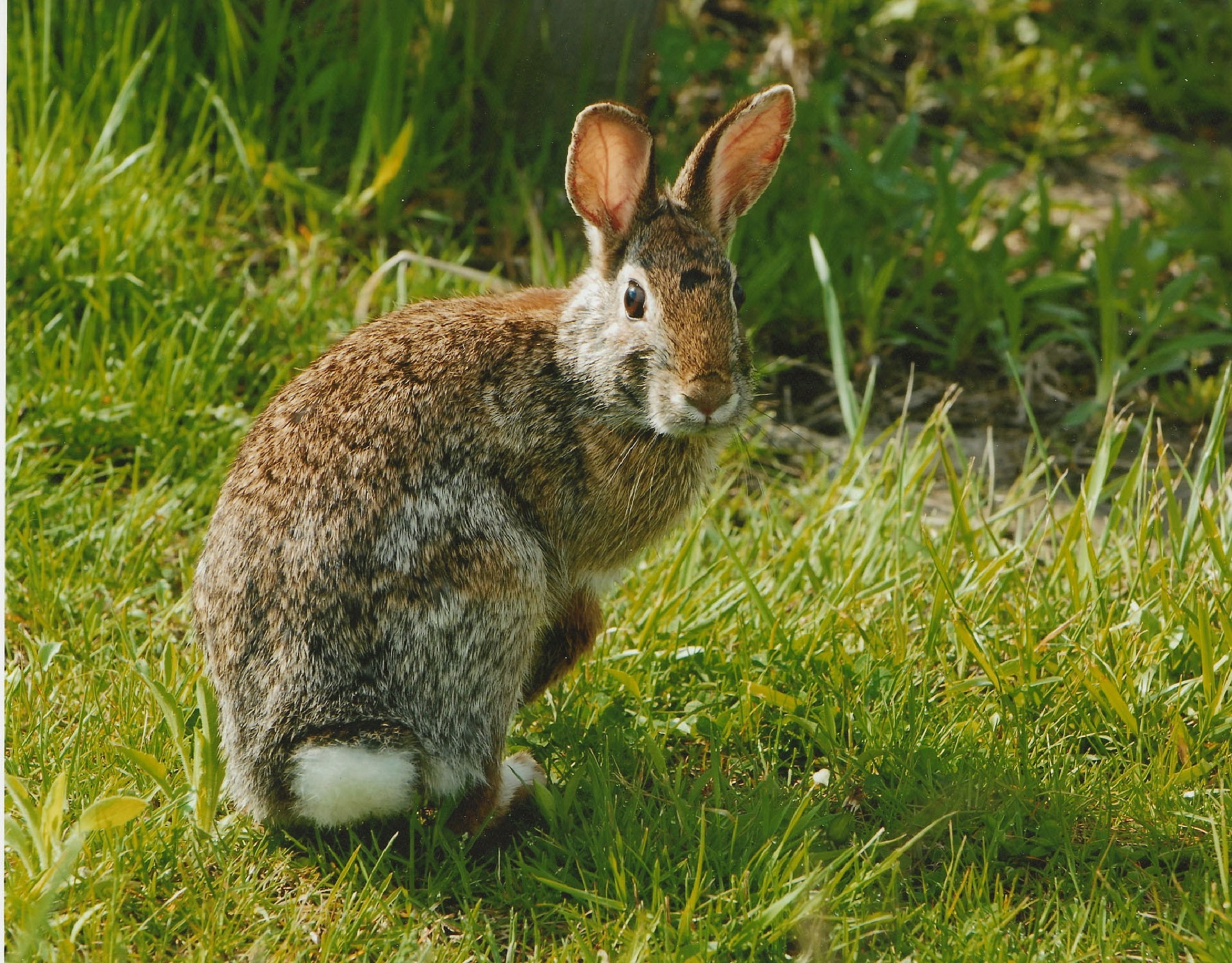 У зайца хвост короткий а уши