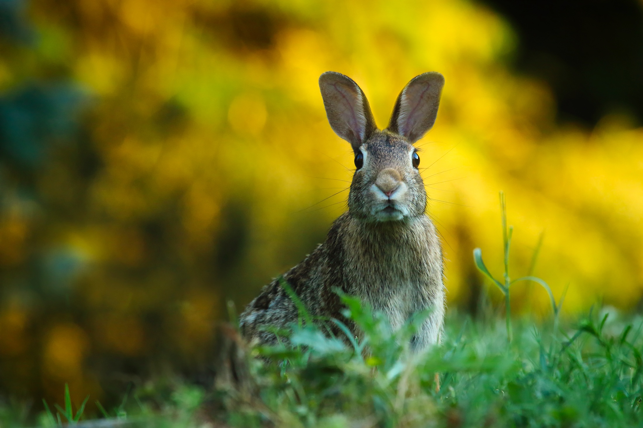 Wild rabbit photo