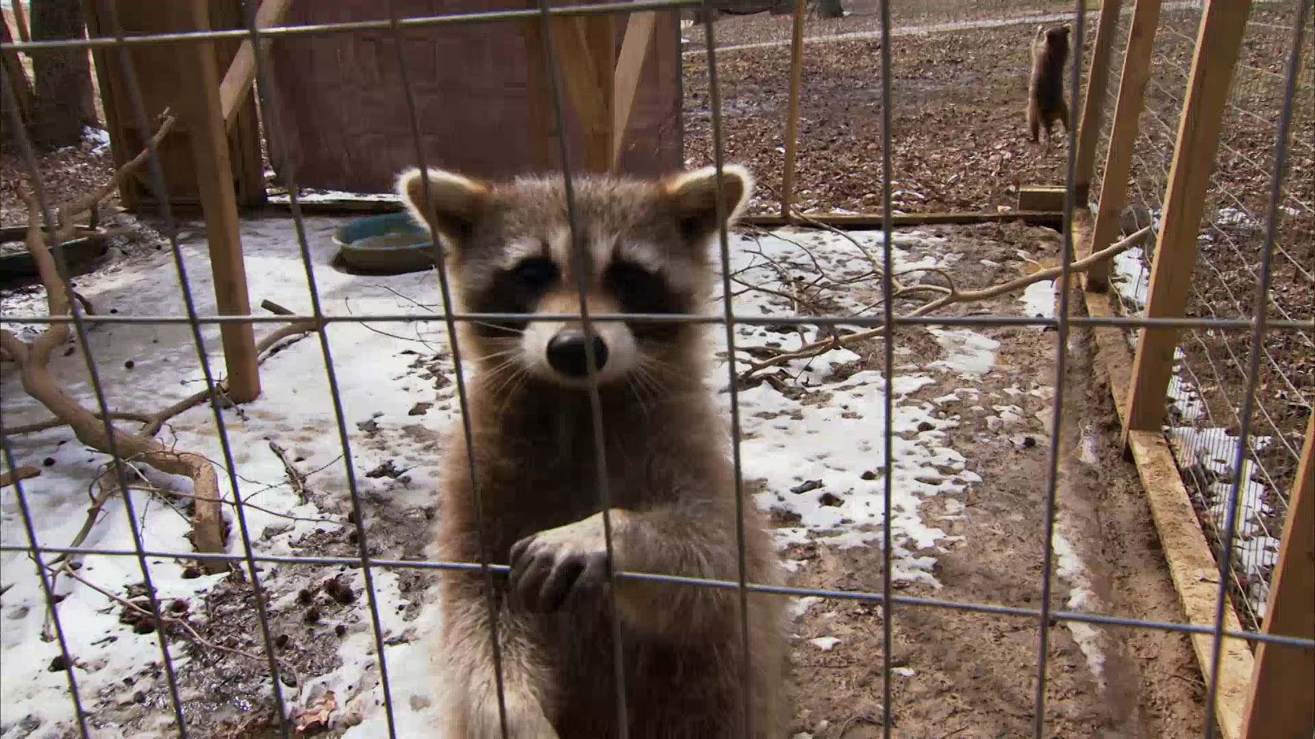 Woody the Wild Raccoon - Bandit Patrol Video - National Geographic ...