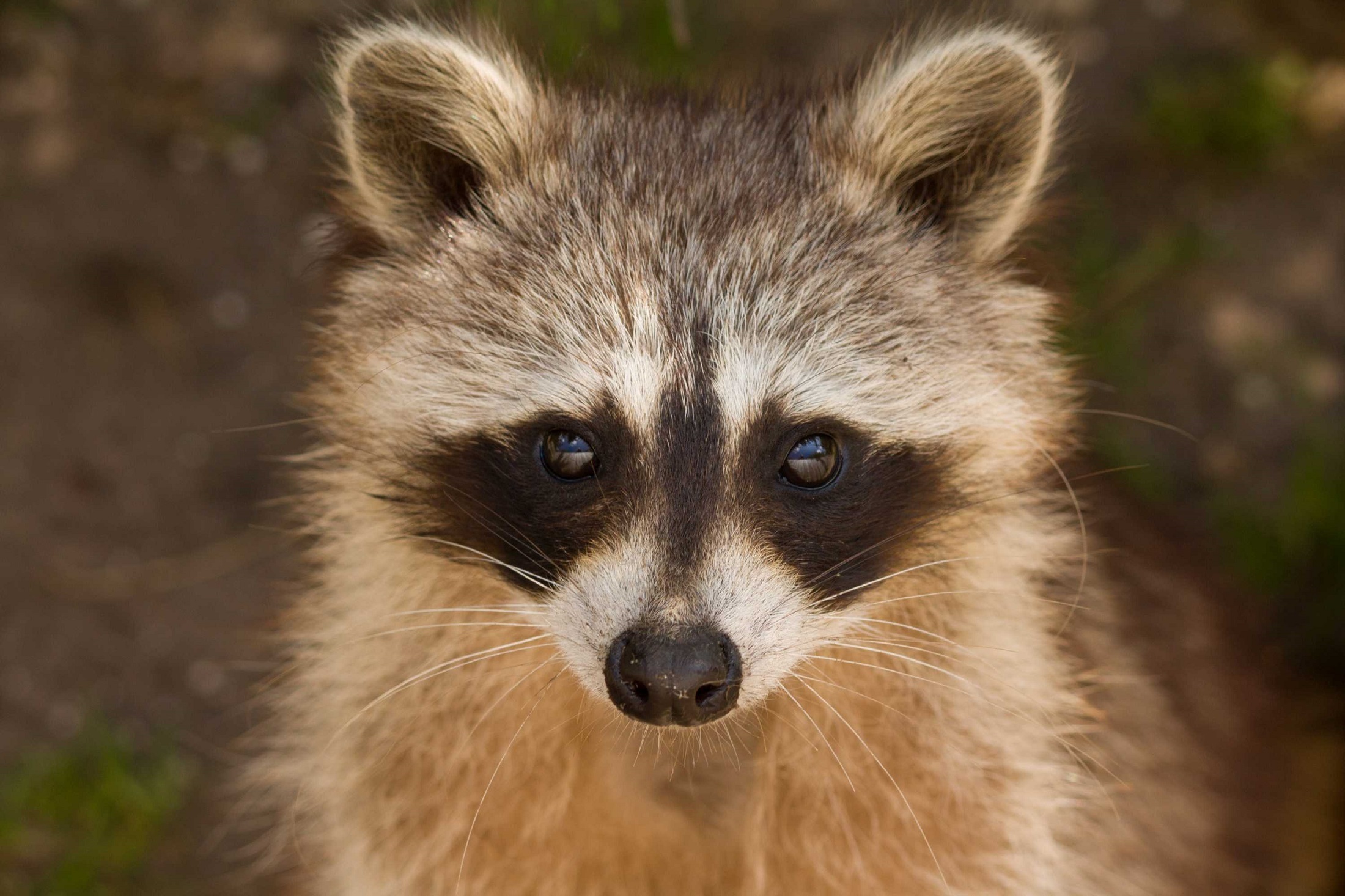 Wild raccoon photo