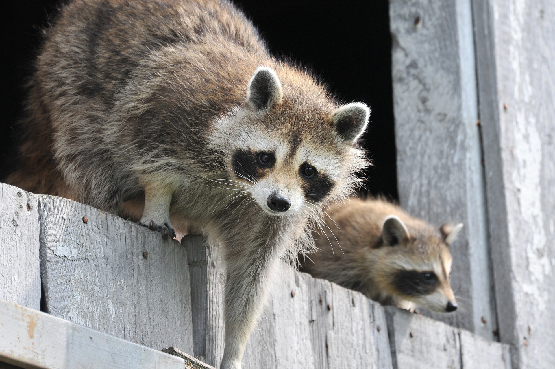 Raccoons: How to Identify and Get Rid of Raccoons in the Garden ...