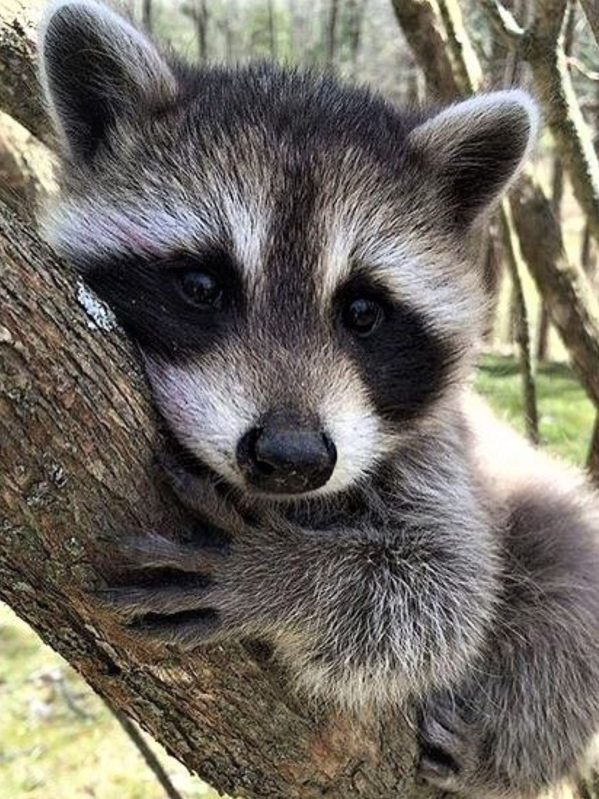 Pin by Patti Calhoun on Raccoon World | Pinterest | Raccoons, Animal ...