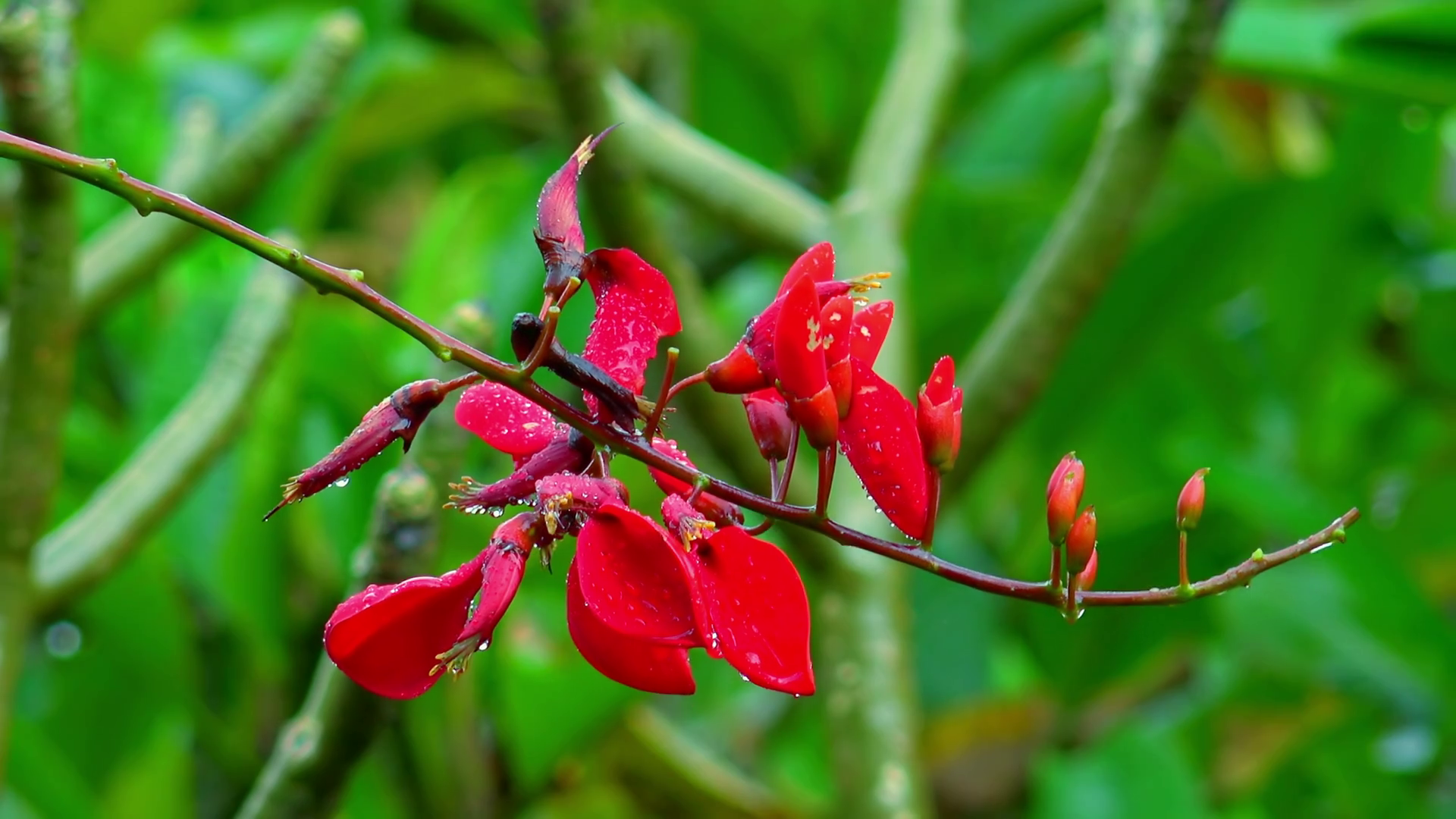 Rainy season in tropics. Wild red orchid flowers wet after rain in ...