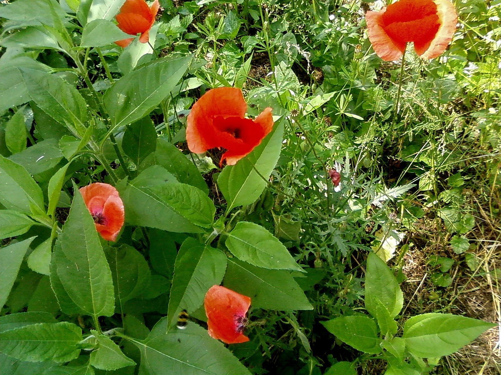File:Close up red wild poppy flowers.jpg - Wikimedia Commons
