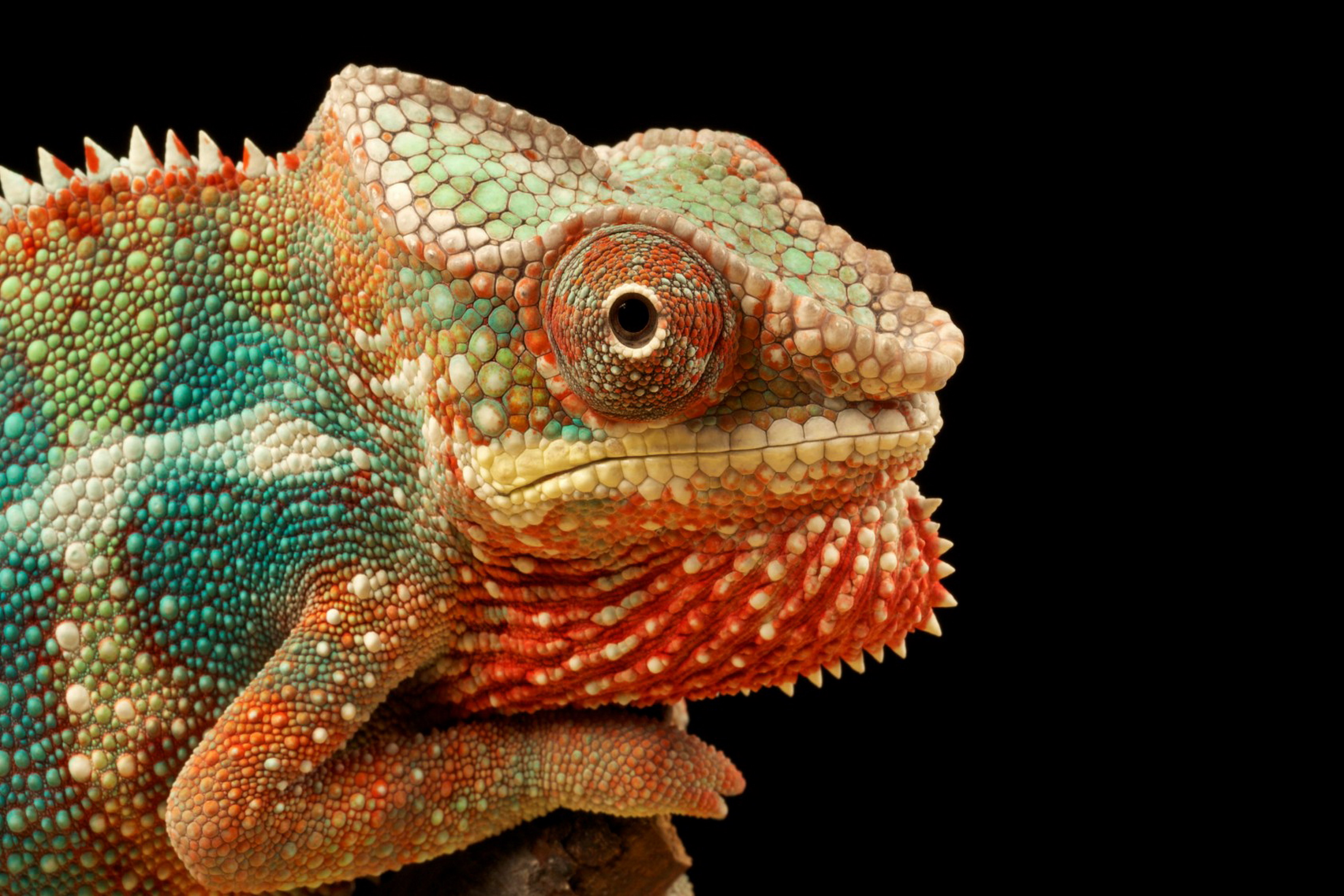 Home decoration chameleon eye color reptile wild life animal 2 Silk ...