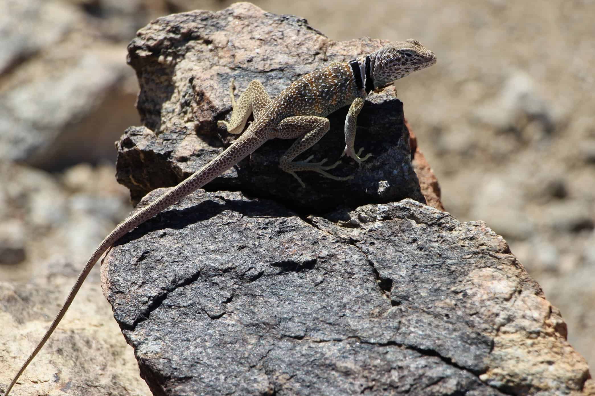 Free picture: lizard, nature, desert, stone, reptile, animal ...