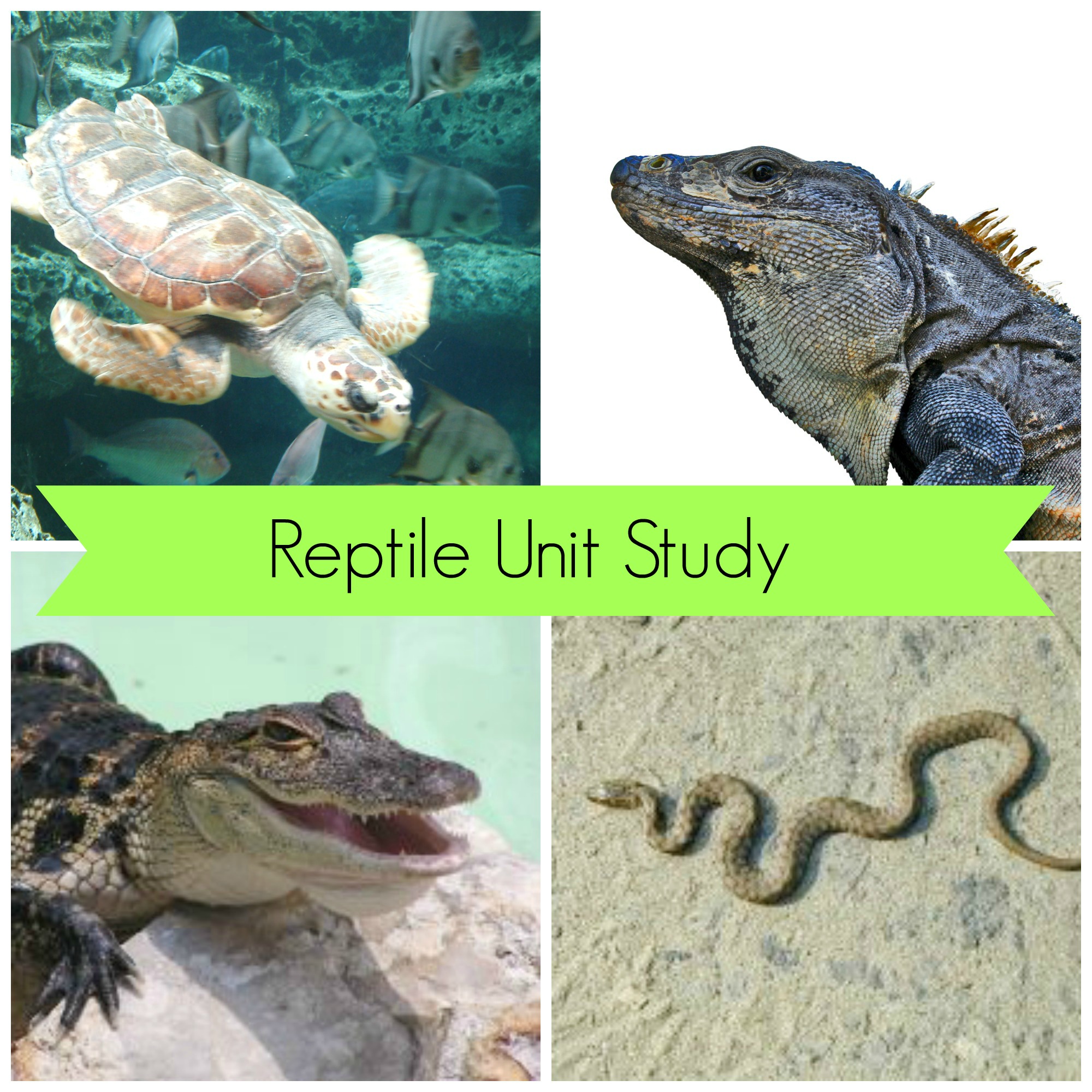 Reptile Week – featuring Wild Kratts! | Stressless Homeschool
