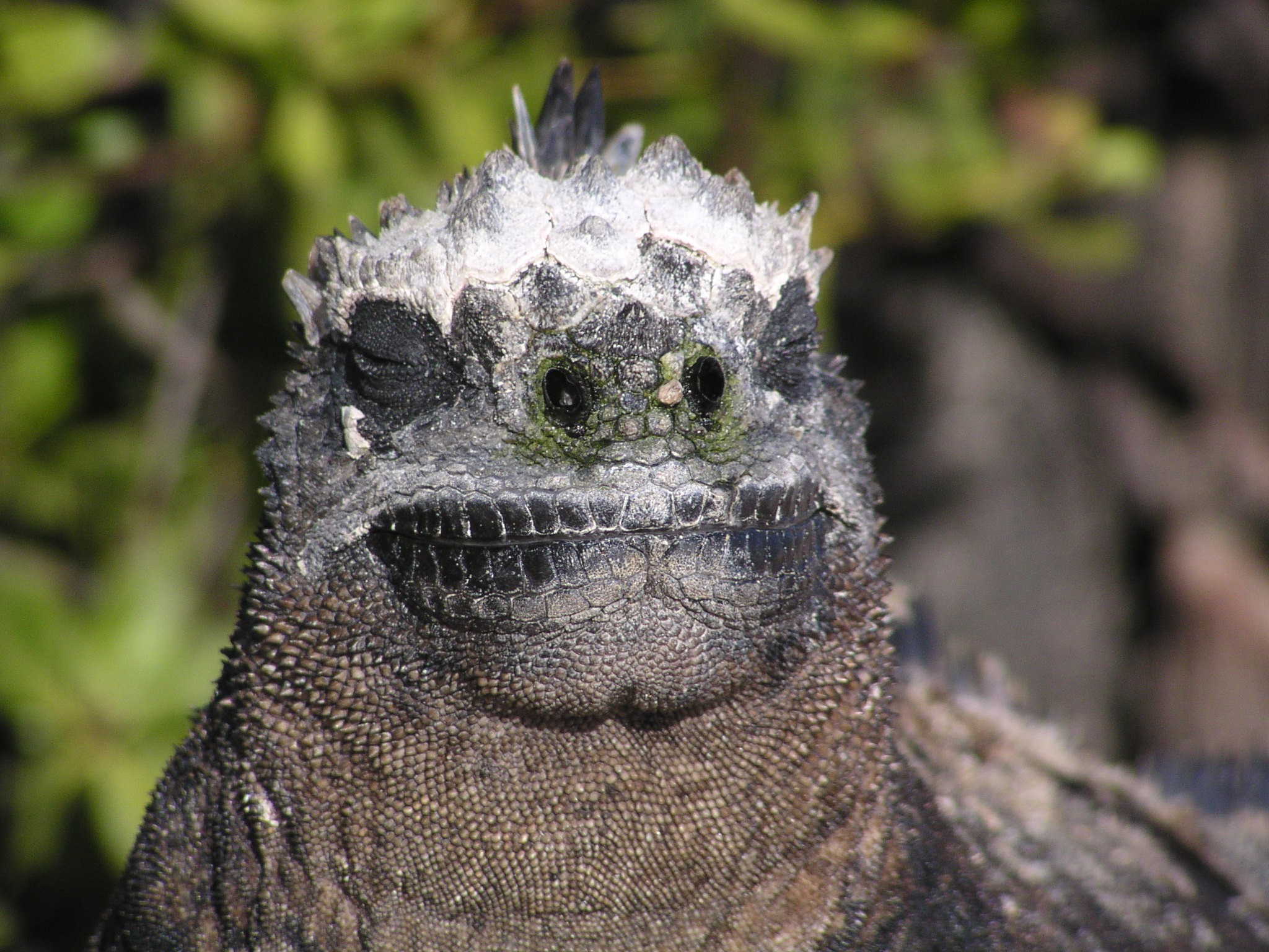 endemic wild reptile - open fotos | free open source photos, public ...
