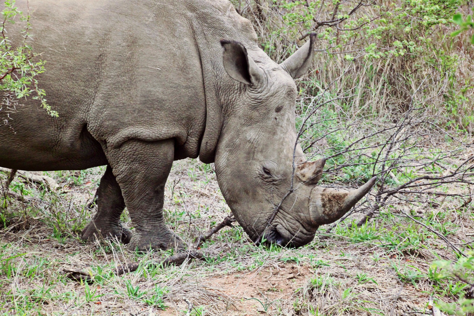 Wild rhino photo