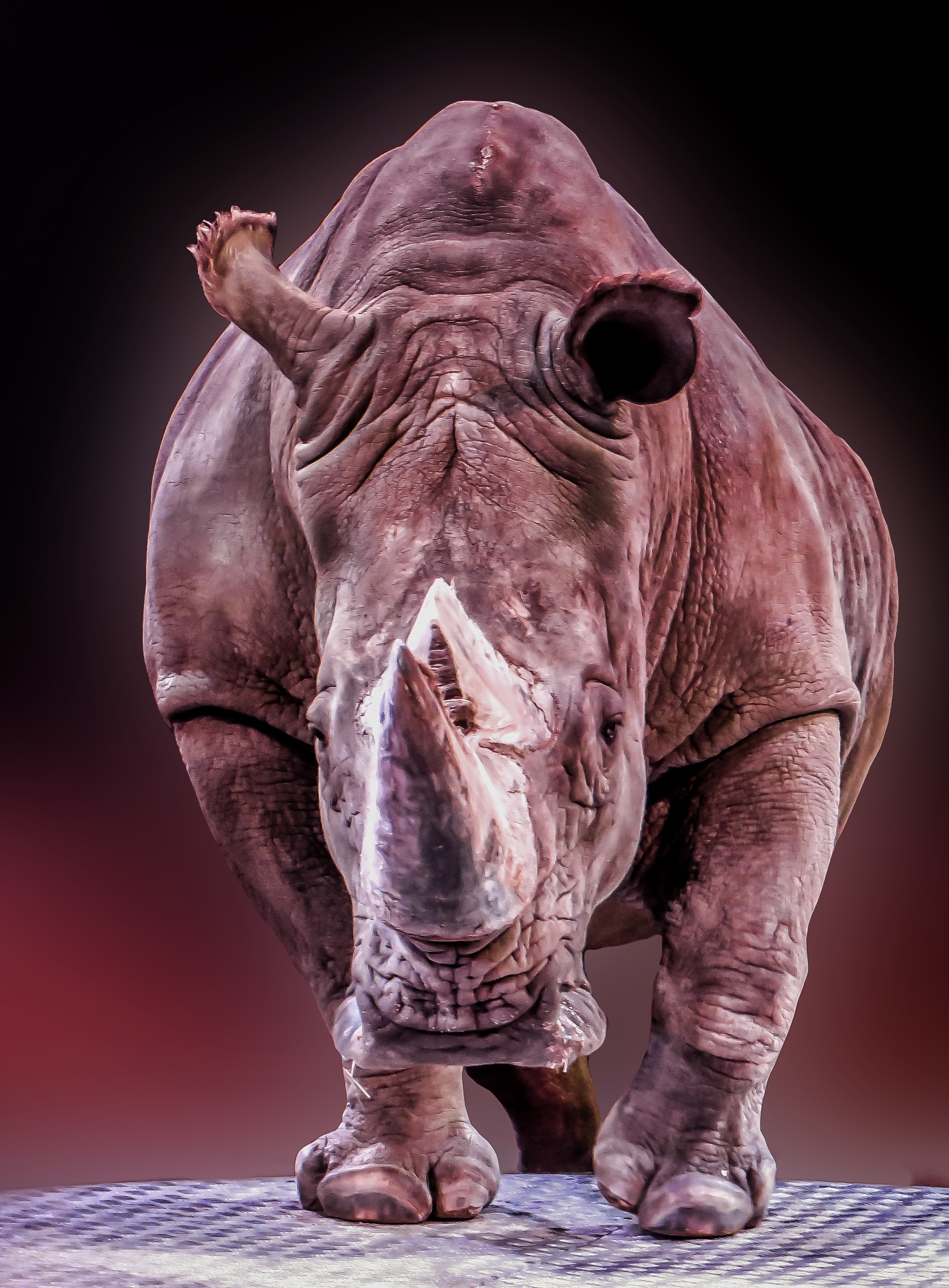 Wild rhino photo