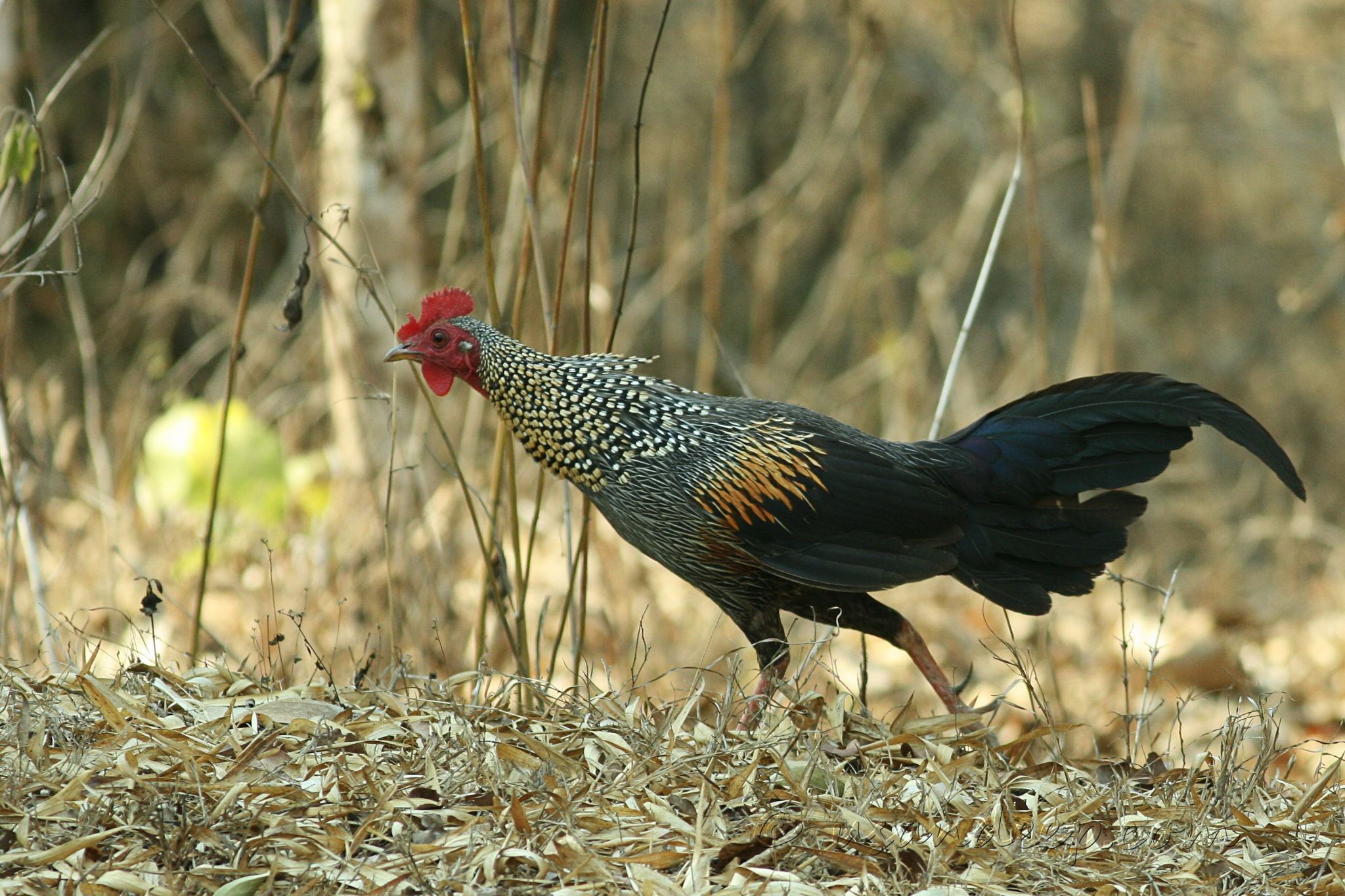 Sandeep 's World >> Wild Rooster at Bandipur