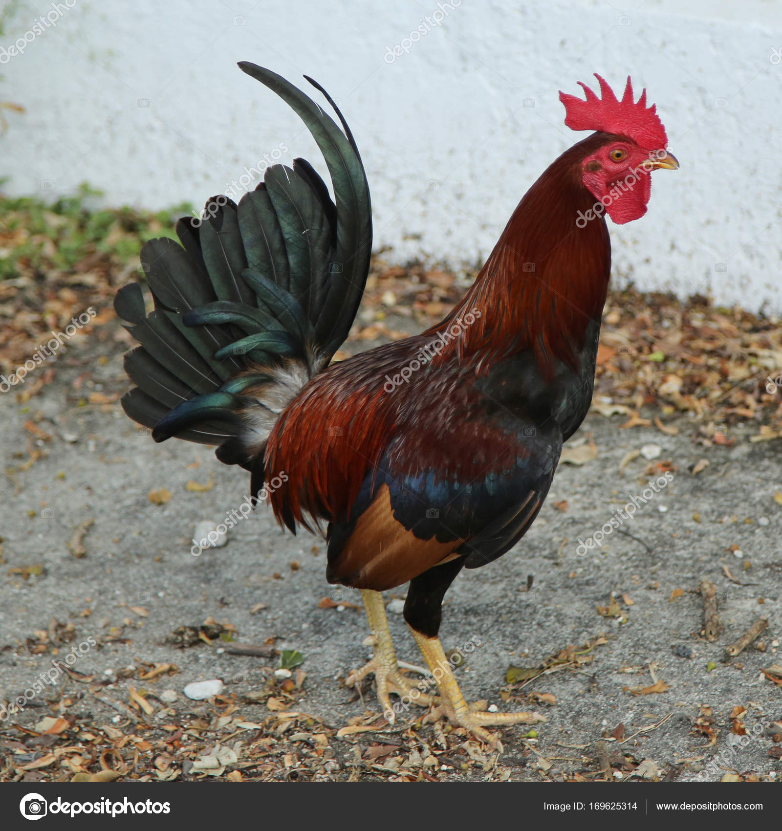 Wild rooster in Key West, Florida — Stock Photo © zhukovsky #169625314