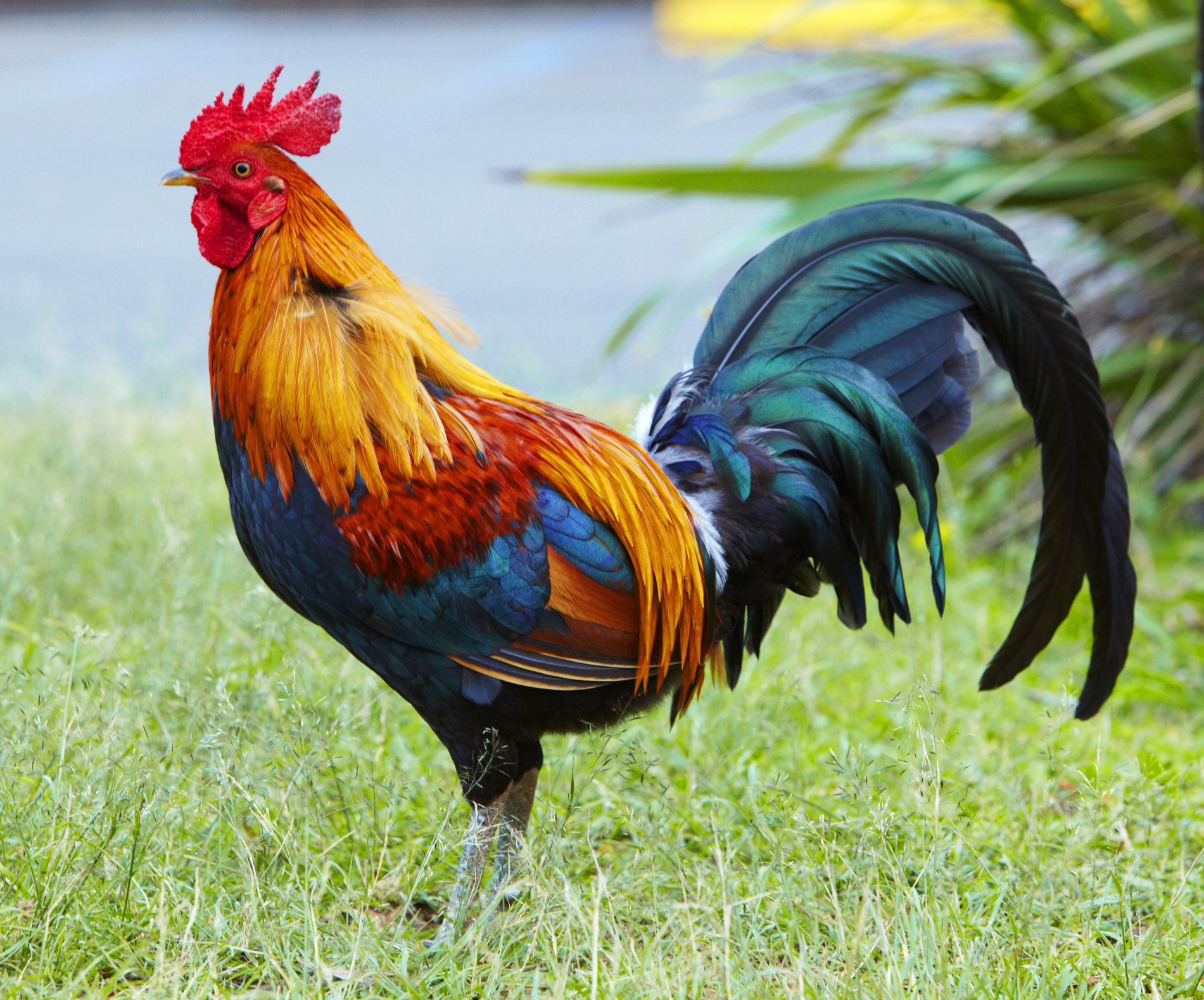 What Is Killing Kauai's Wild Chickens? | Wild chicken and Animal