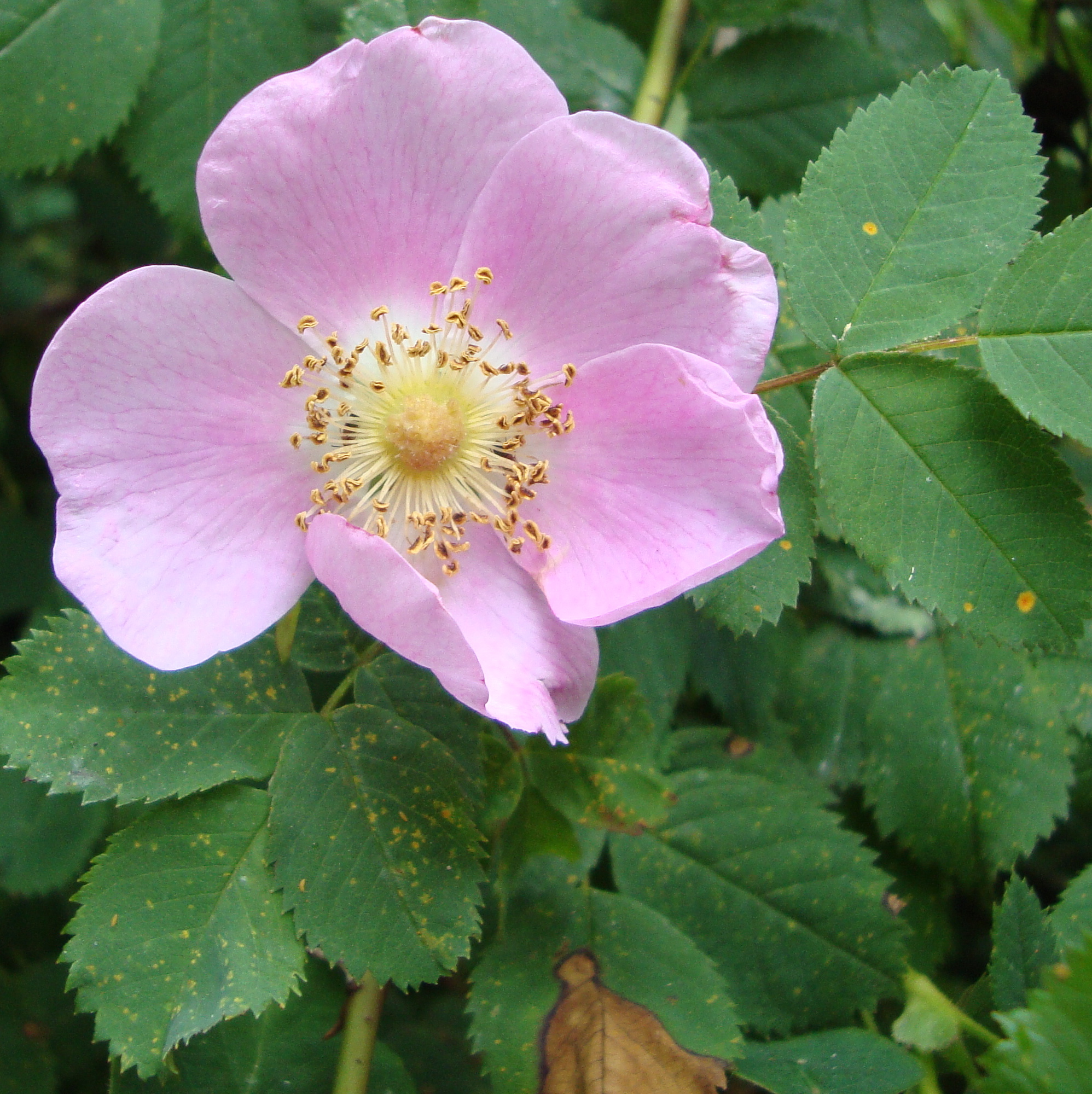 Nootka Wild Rose Flower Essence - Flower Essences | Flower Remedies ...