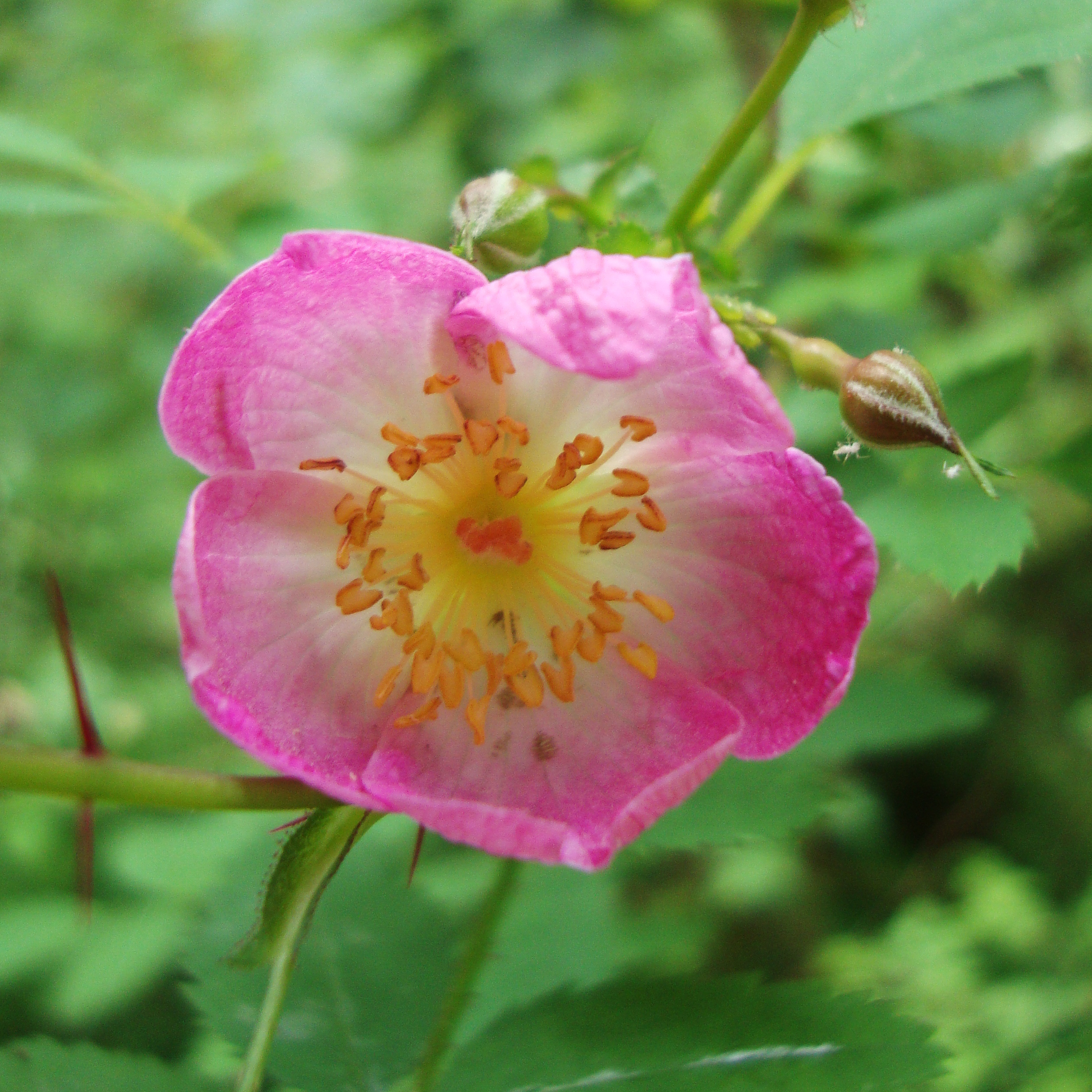 Dwarf Wild Rose Flower Essence - Flower Essences | Flower Remedies ...