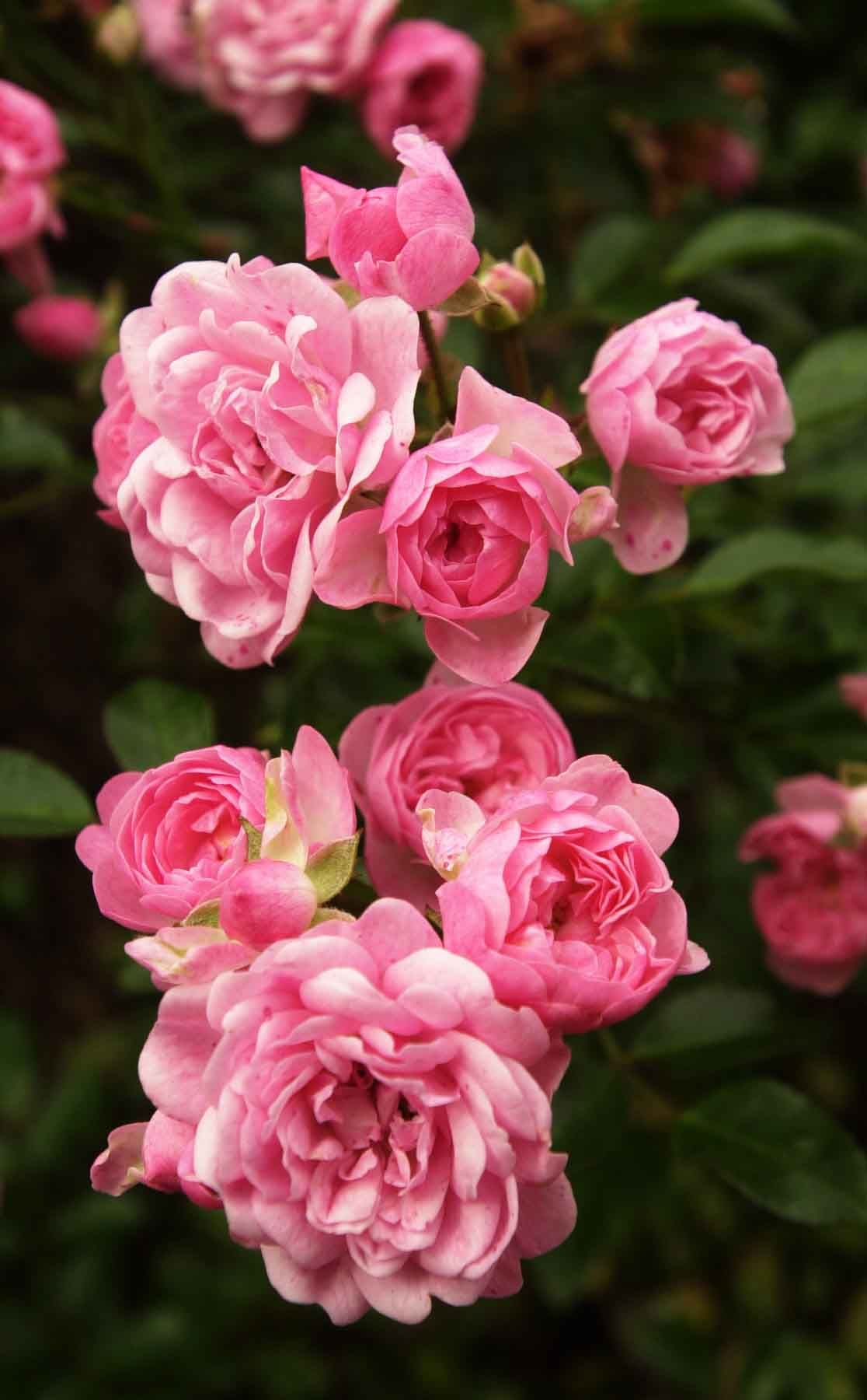 Wild roses | flowers | Pinterest | Rose, Flowers and Gardens