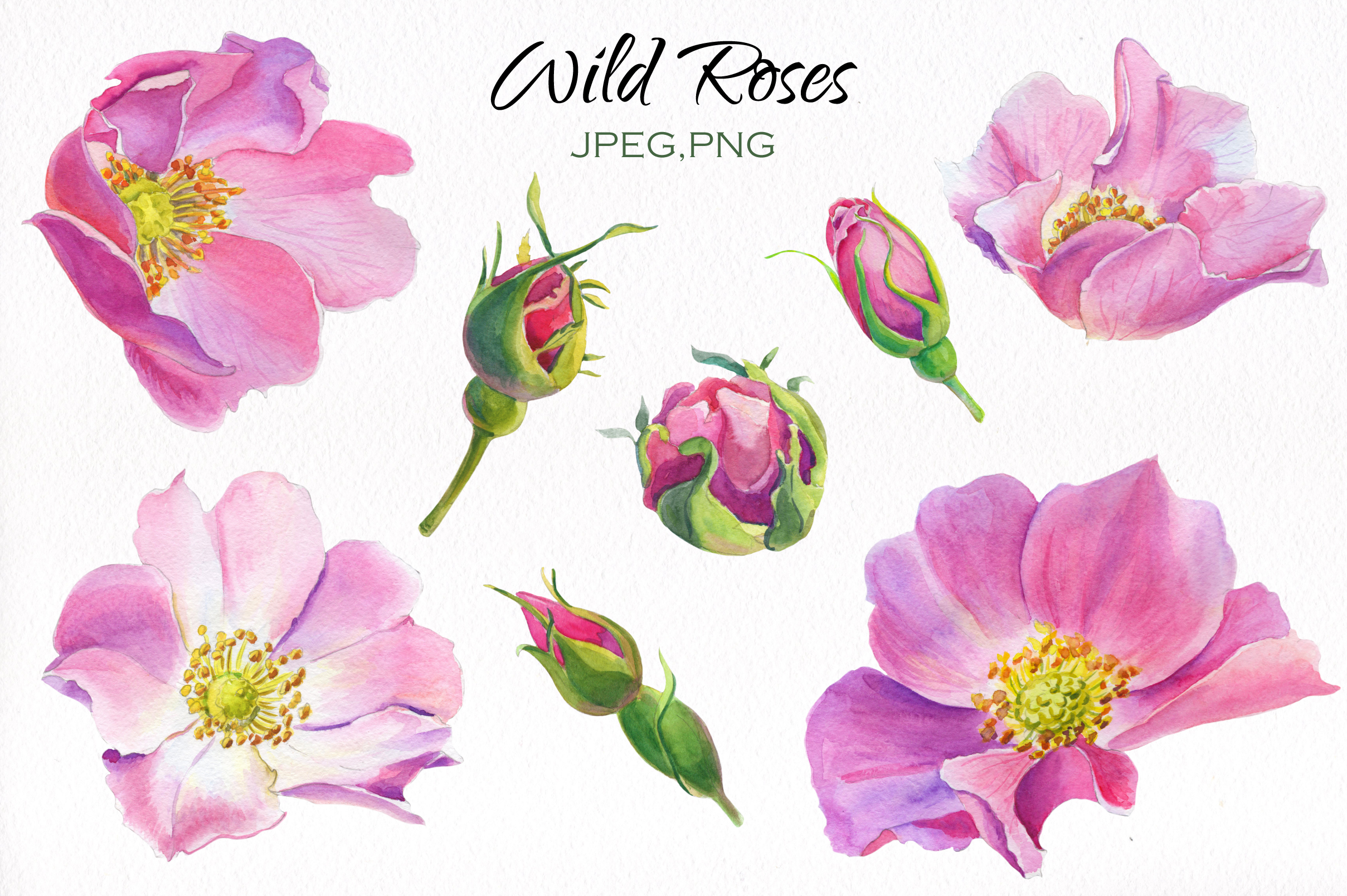 Aroma of Wild Roses. Watercolor set. by | Design Bundles