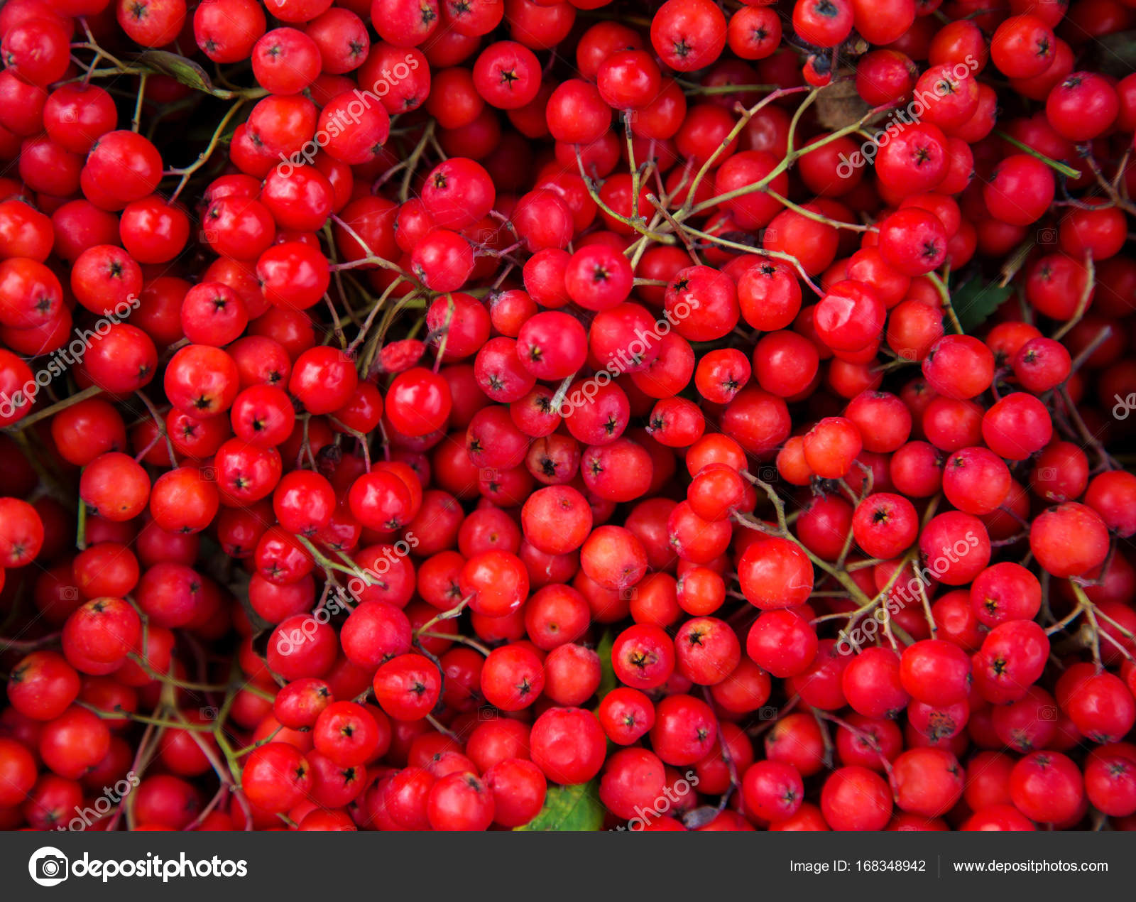 Beautiful red Christmas background collected from wild Rowan ber ...