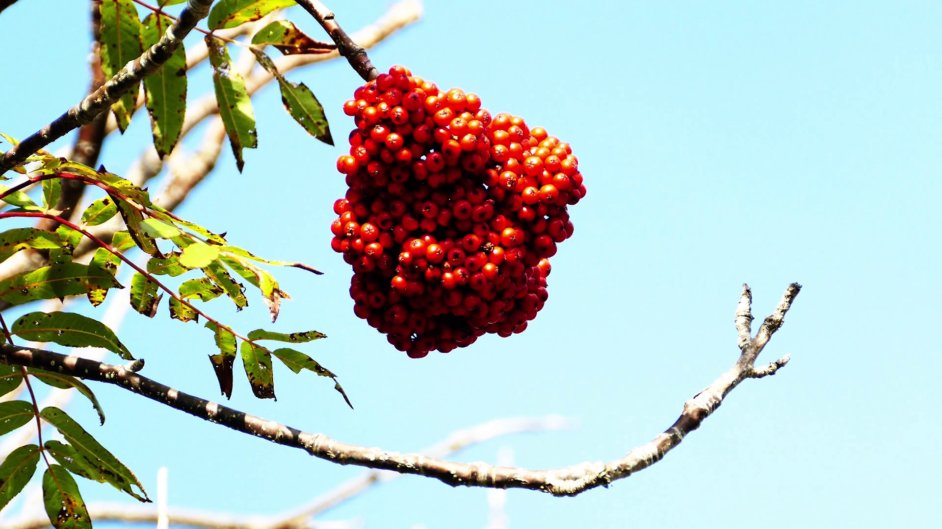 Wild rowan berries on tree in Autumn close up Stock Video Footage ...