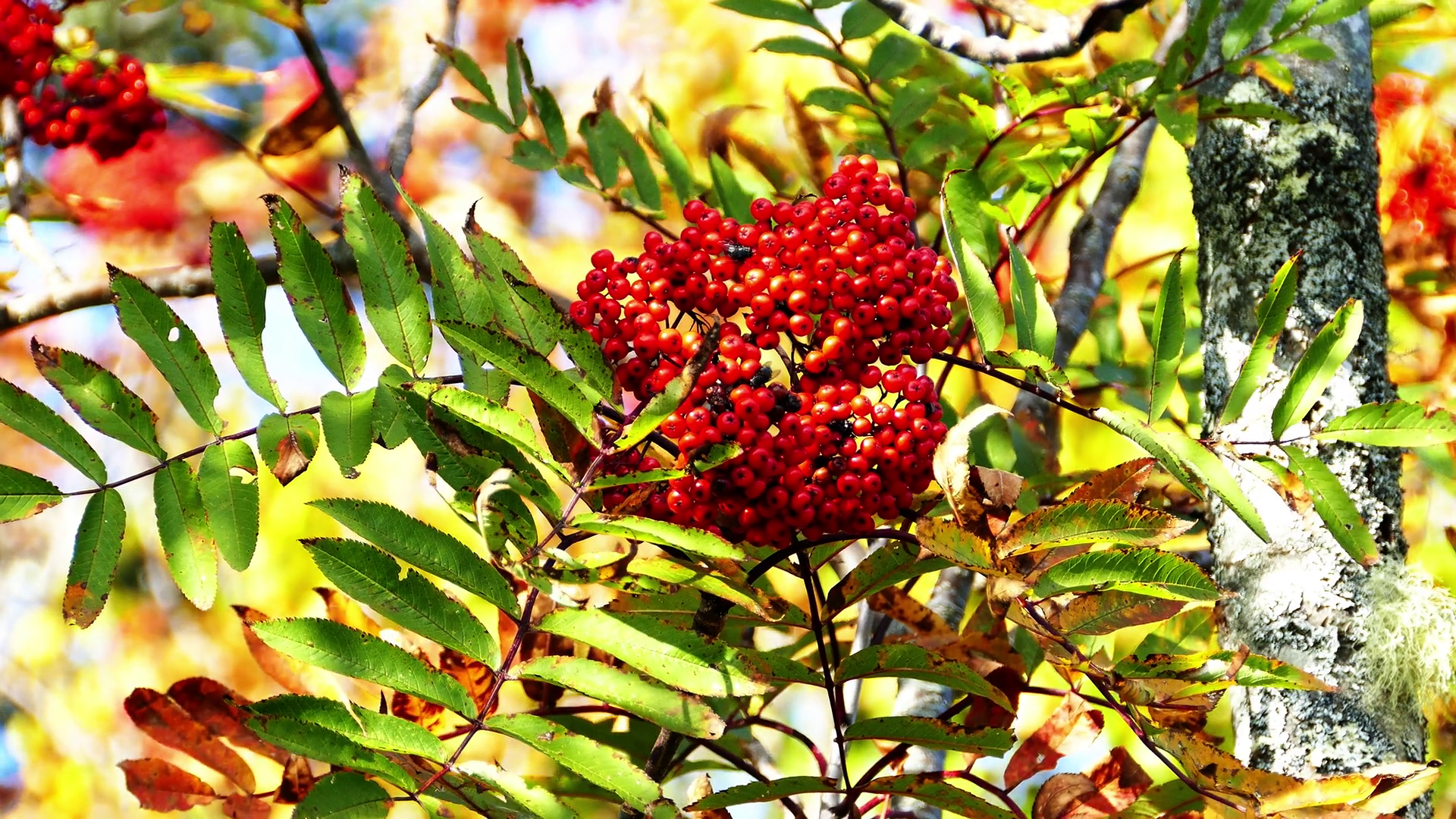Wild rowan berries on tree Stock Video Footage - VideoBlocks
