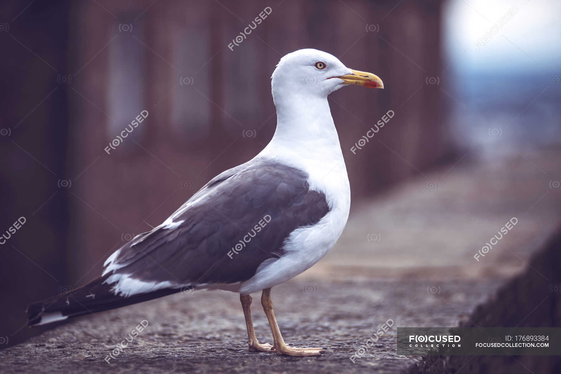 Side view of wild seagull sitting on parapet — Stock Photo | #176893384