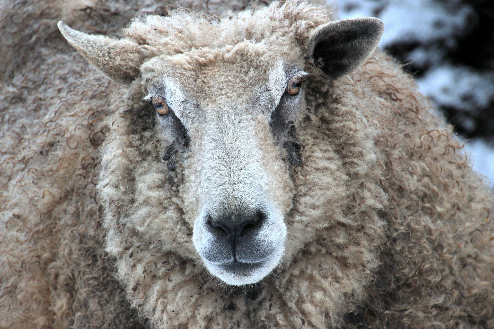 Wild sheep photo