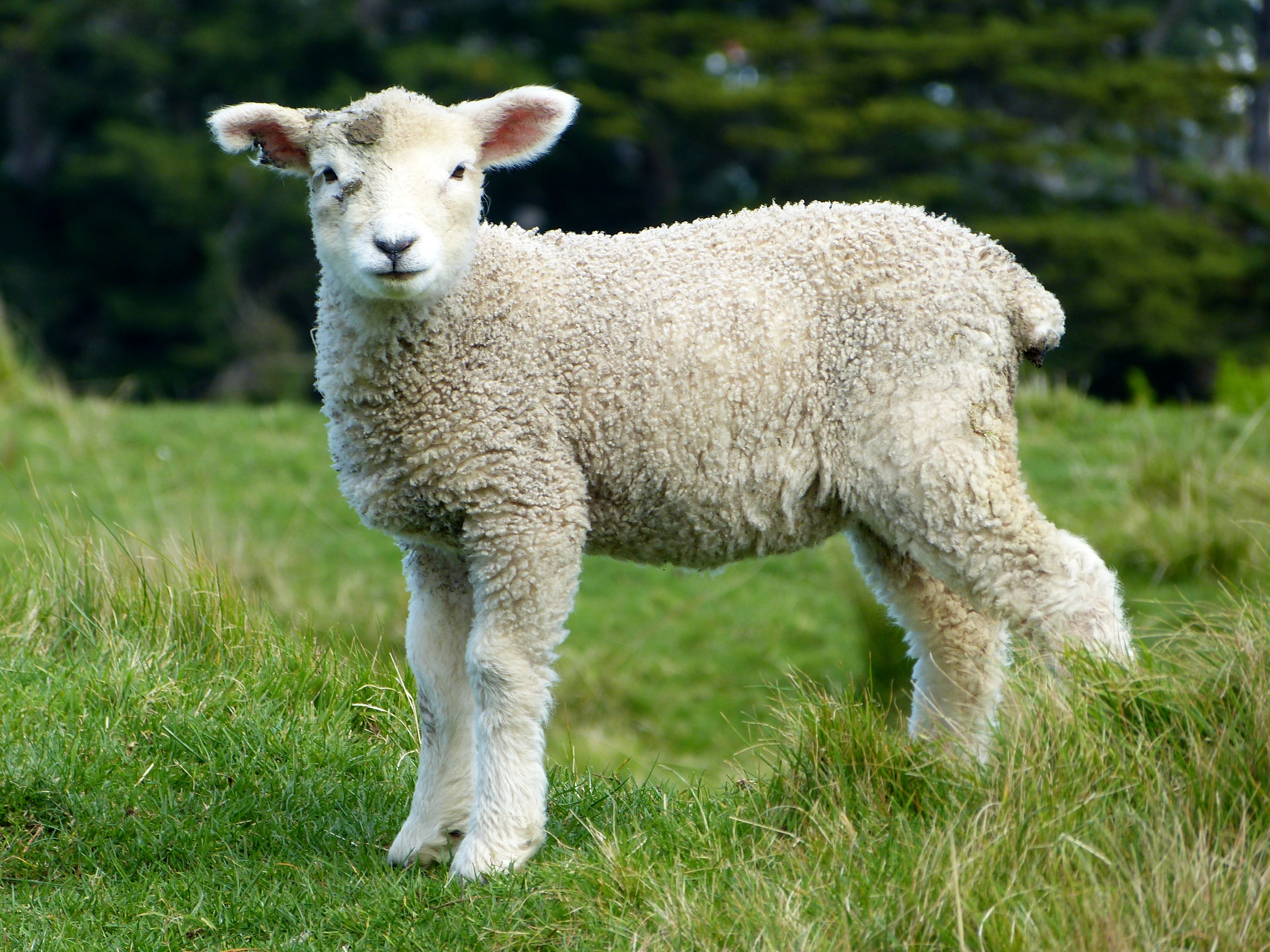 Тоскана овца породы Тоскана