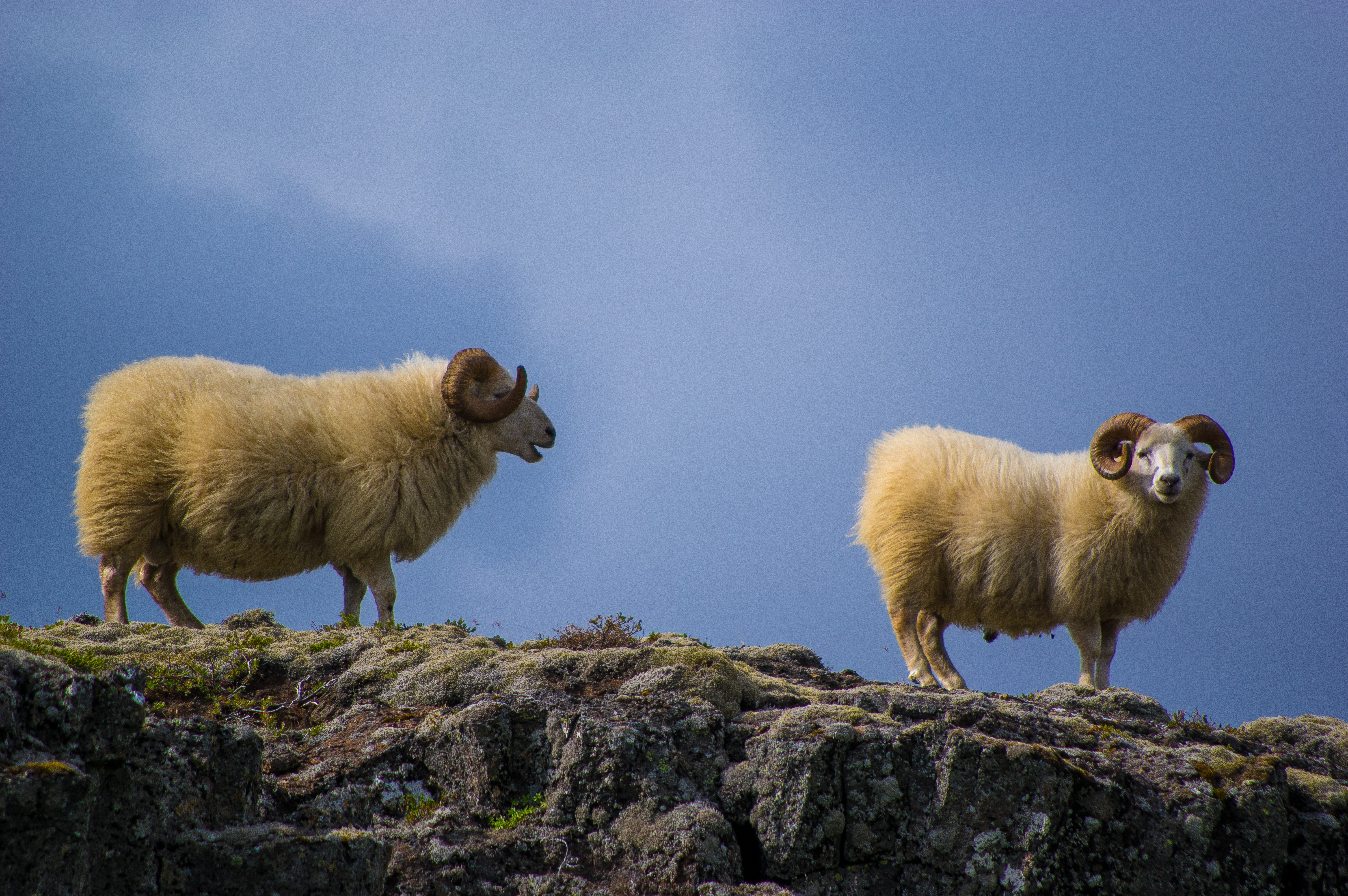 Wild sheep photo