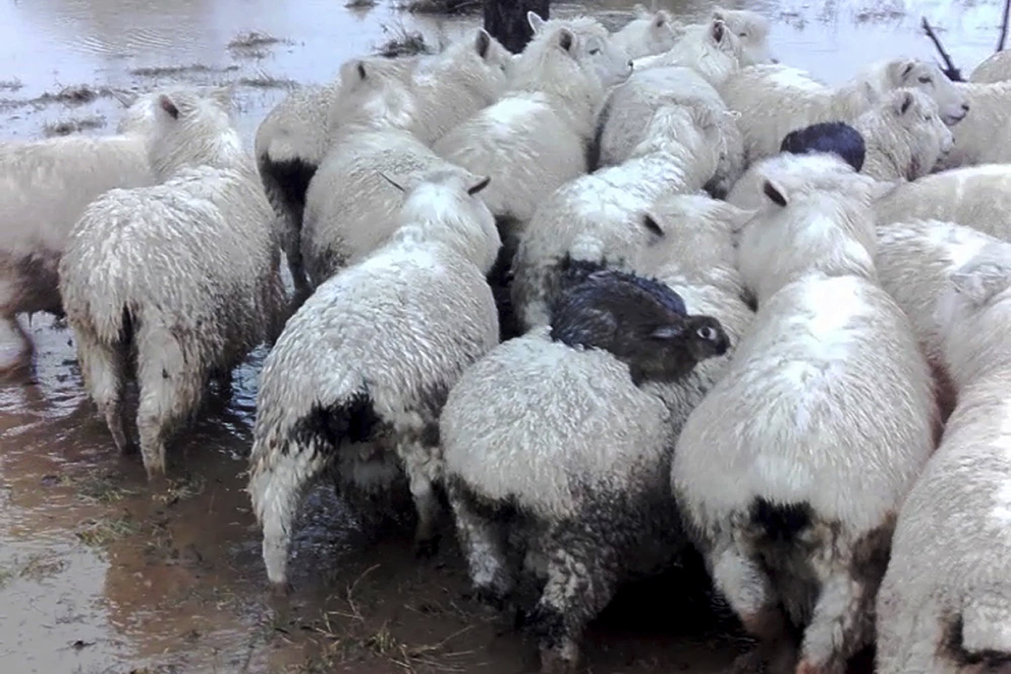 Hop on! Wild rabbits surf on sheep to flee New Zealand flood ...